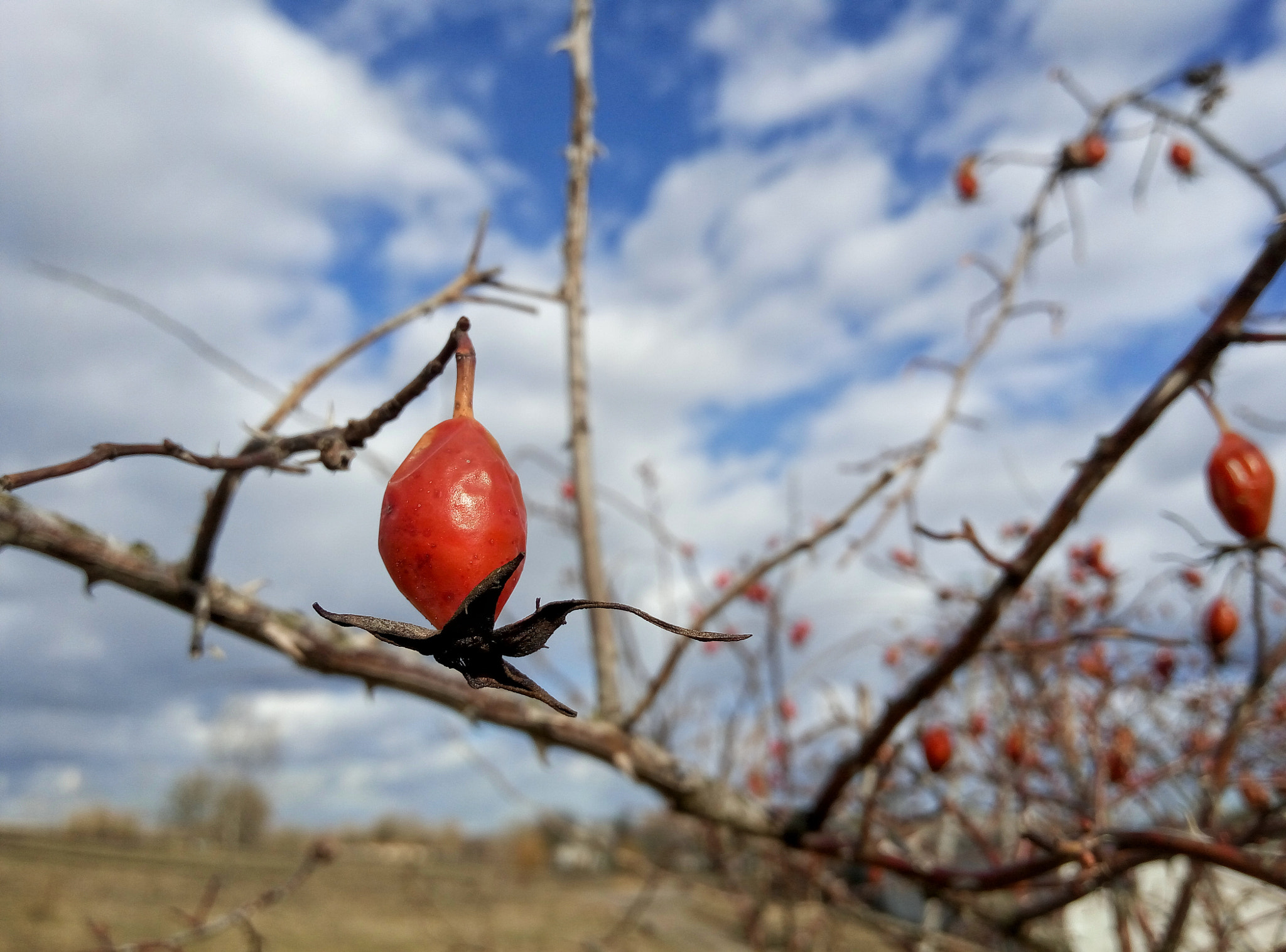 Meizu m2 note sample photo. Wild rose photography