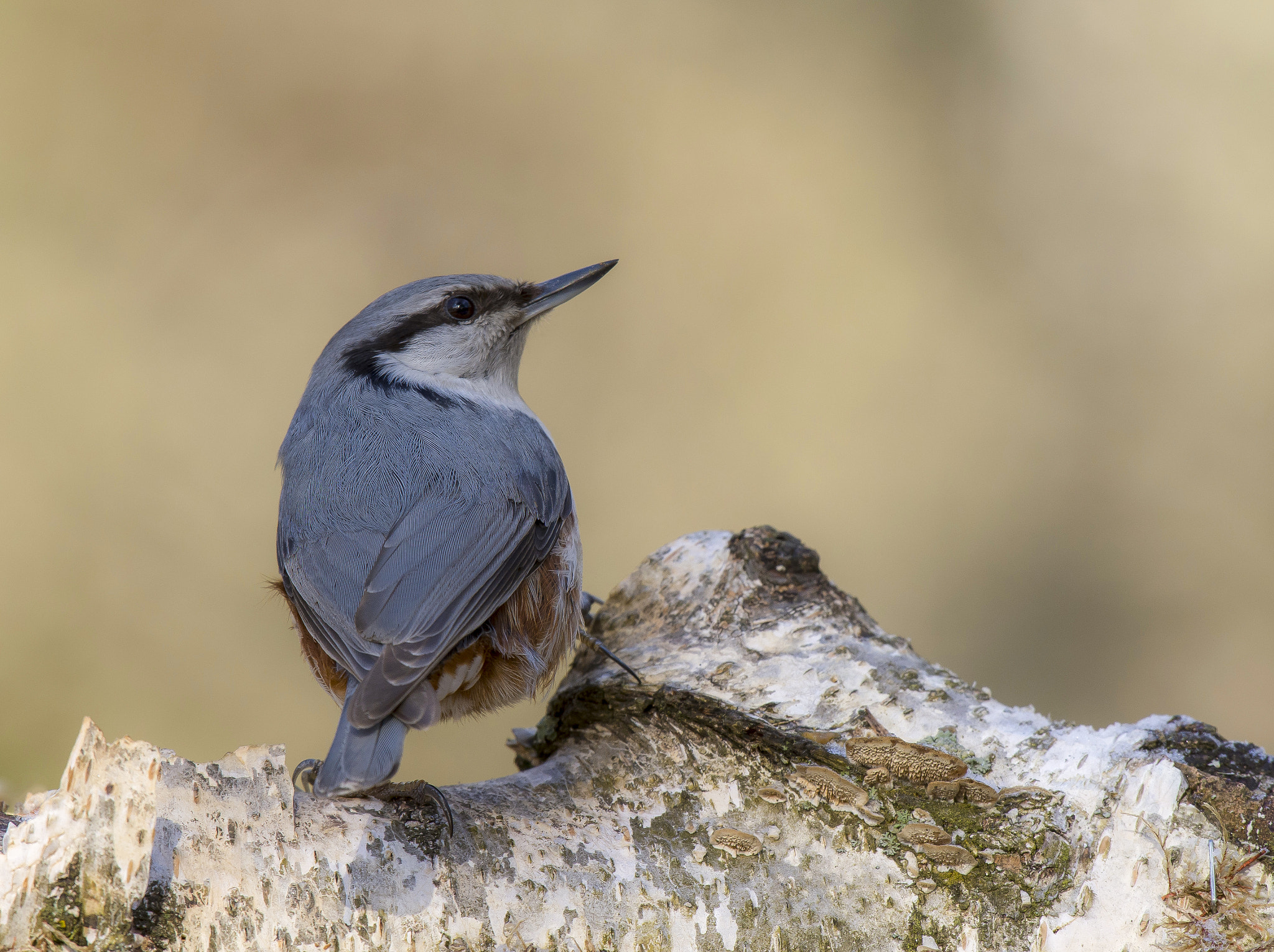 Nikon AF-S Nikkor 200-500mm F5.6E ED VR sample photo. Nuthatch photography