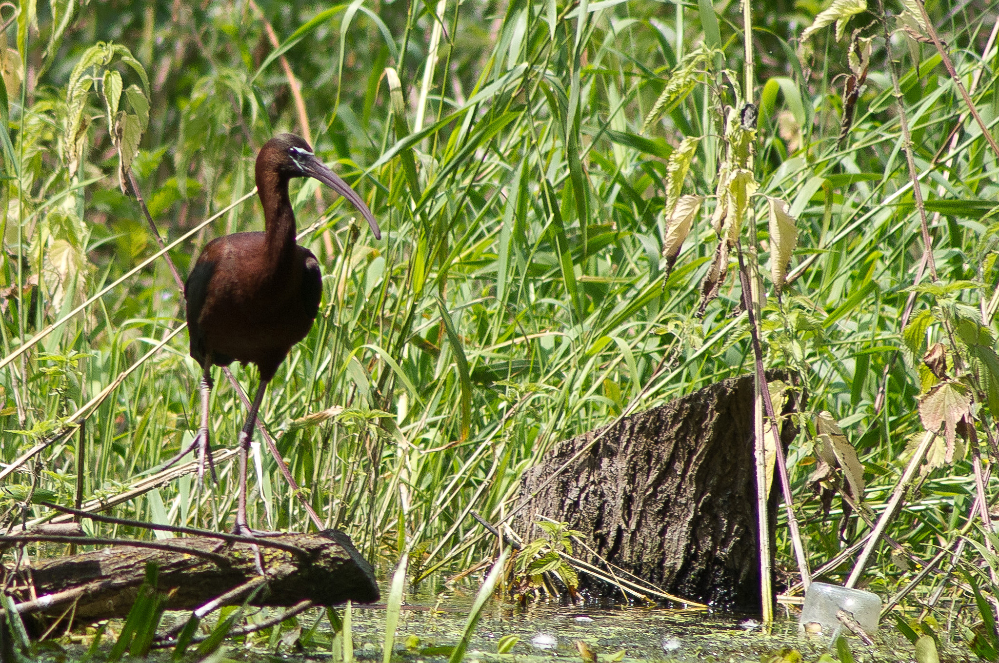 Pentax K-x sample photo. Glossy ibis photography
