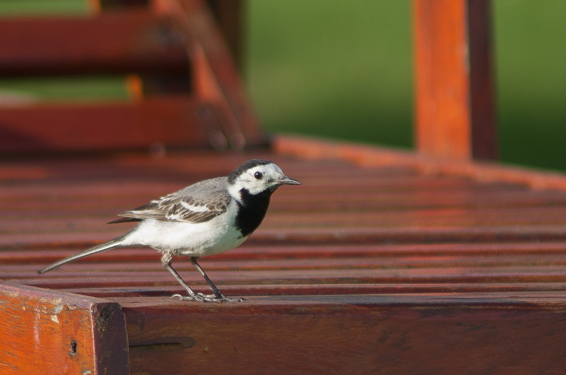Pentax K-x sample photo. White wagtail photography