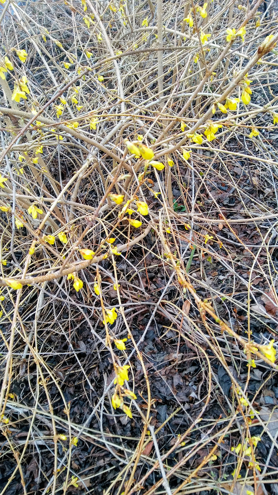 LG STYLO 2 sample photo