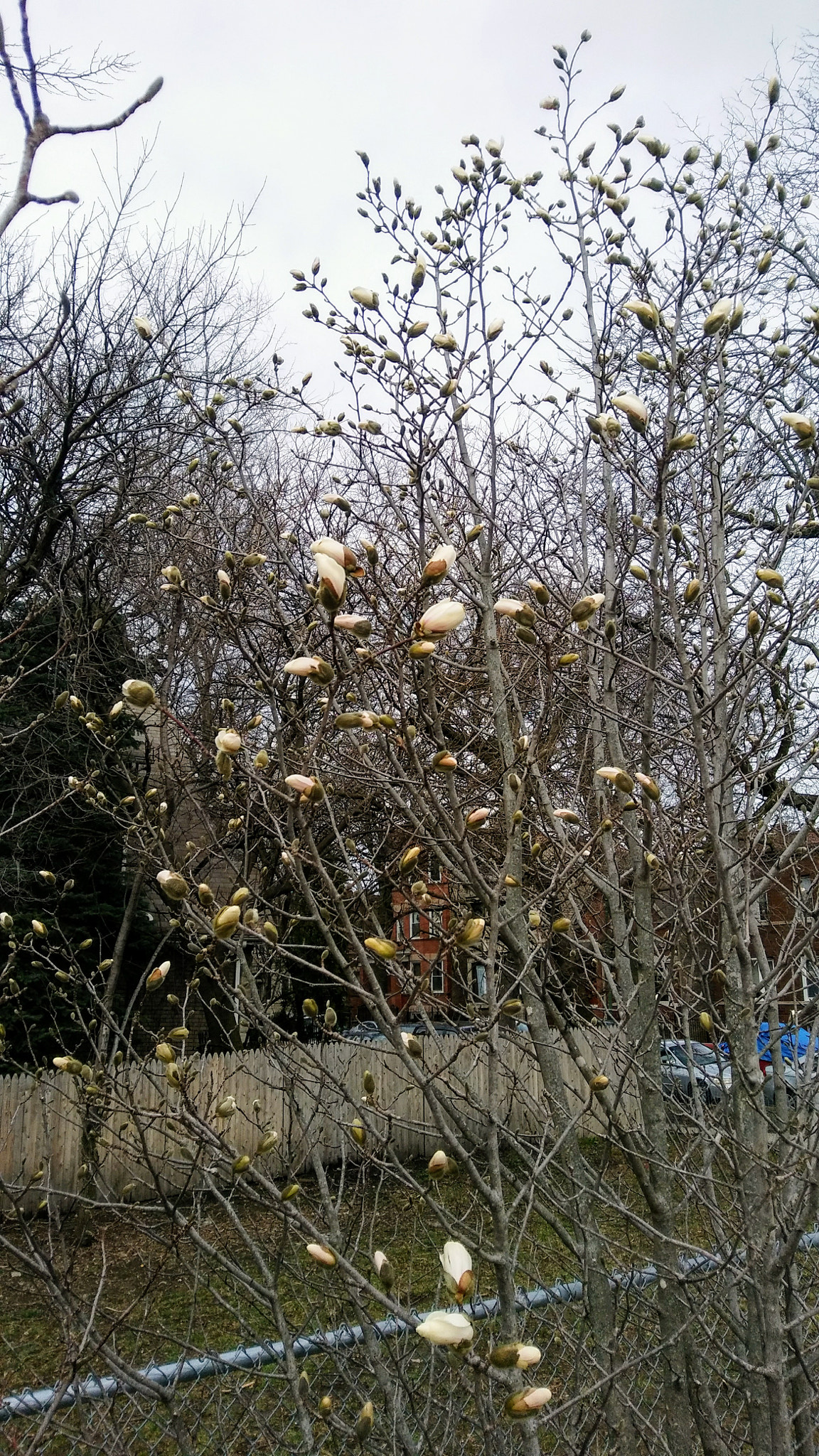 LG STYLO 2 sample photo