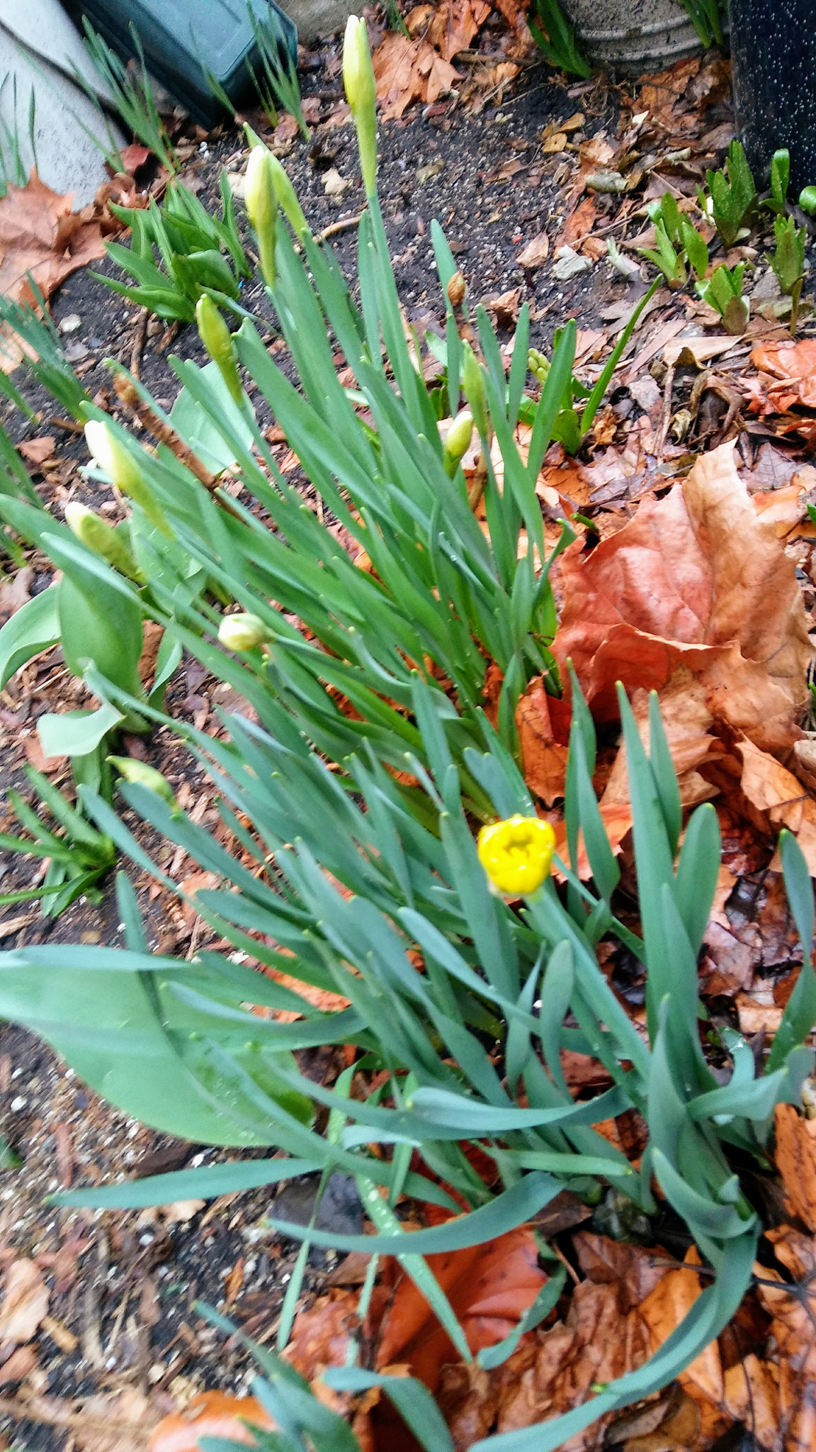 LG STYLO 2 sample photo