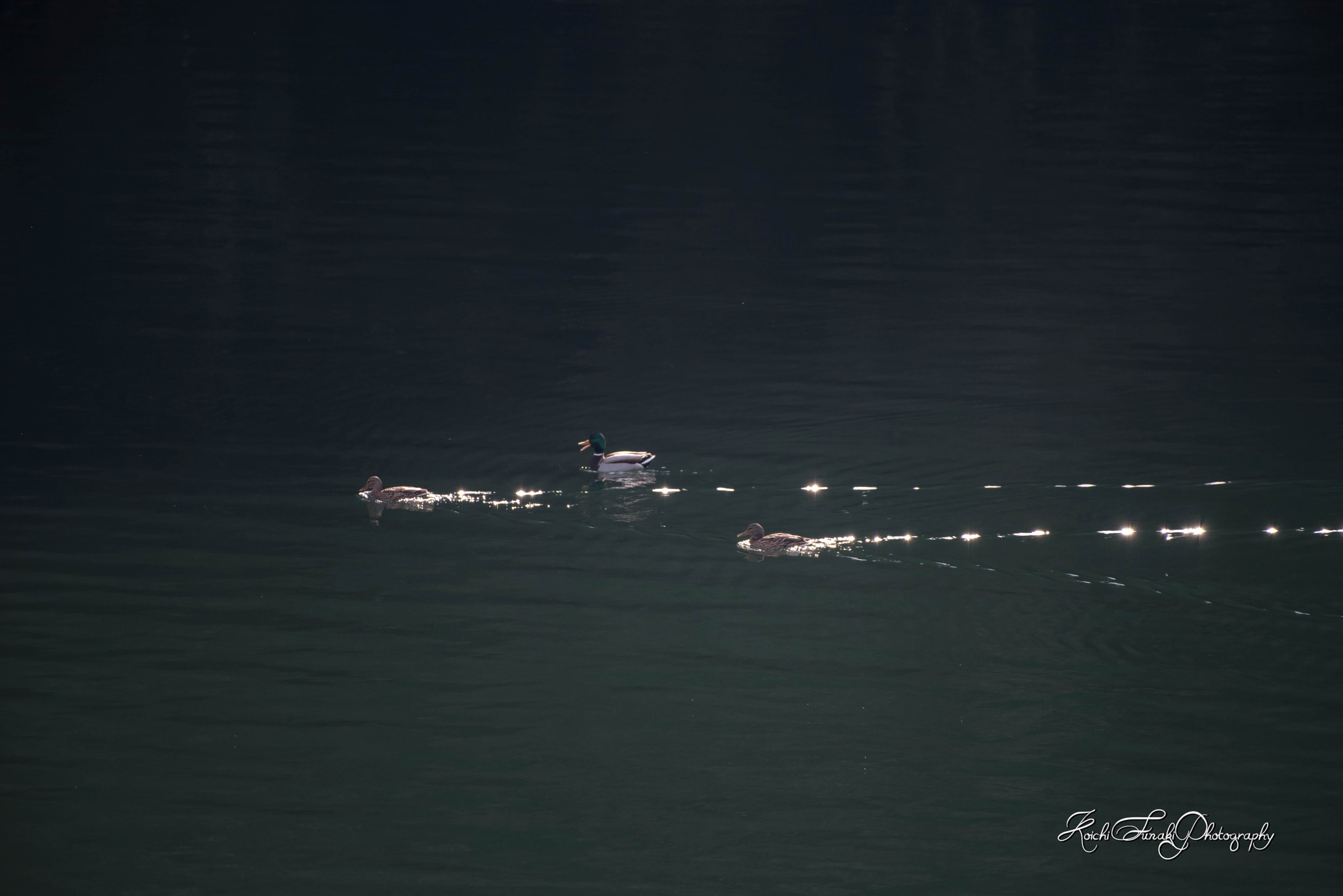 Nikon AF-S Nikkor 200-500mm F5.6E ED VR sample photo. Beautiful with backlight photography