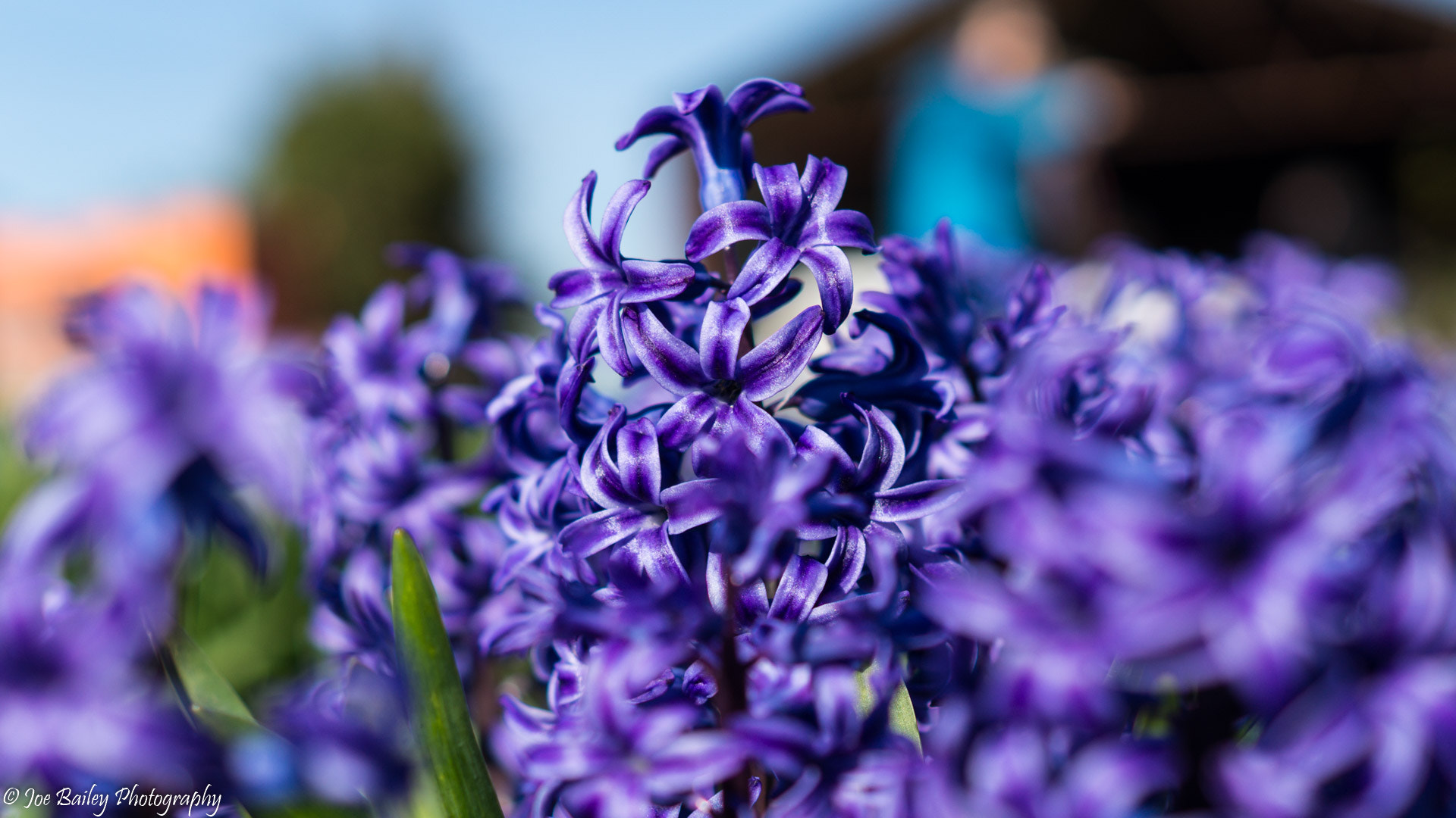 Sony SLT-A58 + Sony DT 50mm F1.8 SAM sample photo. Joe bailey photography hyacinths photography