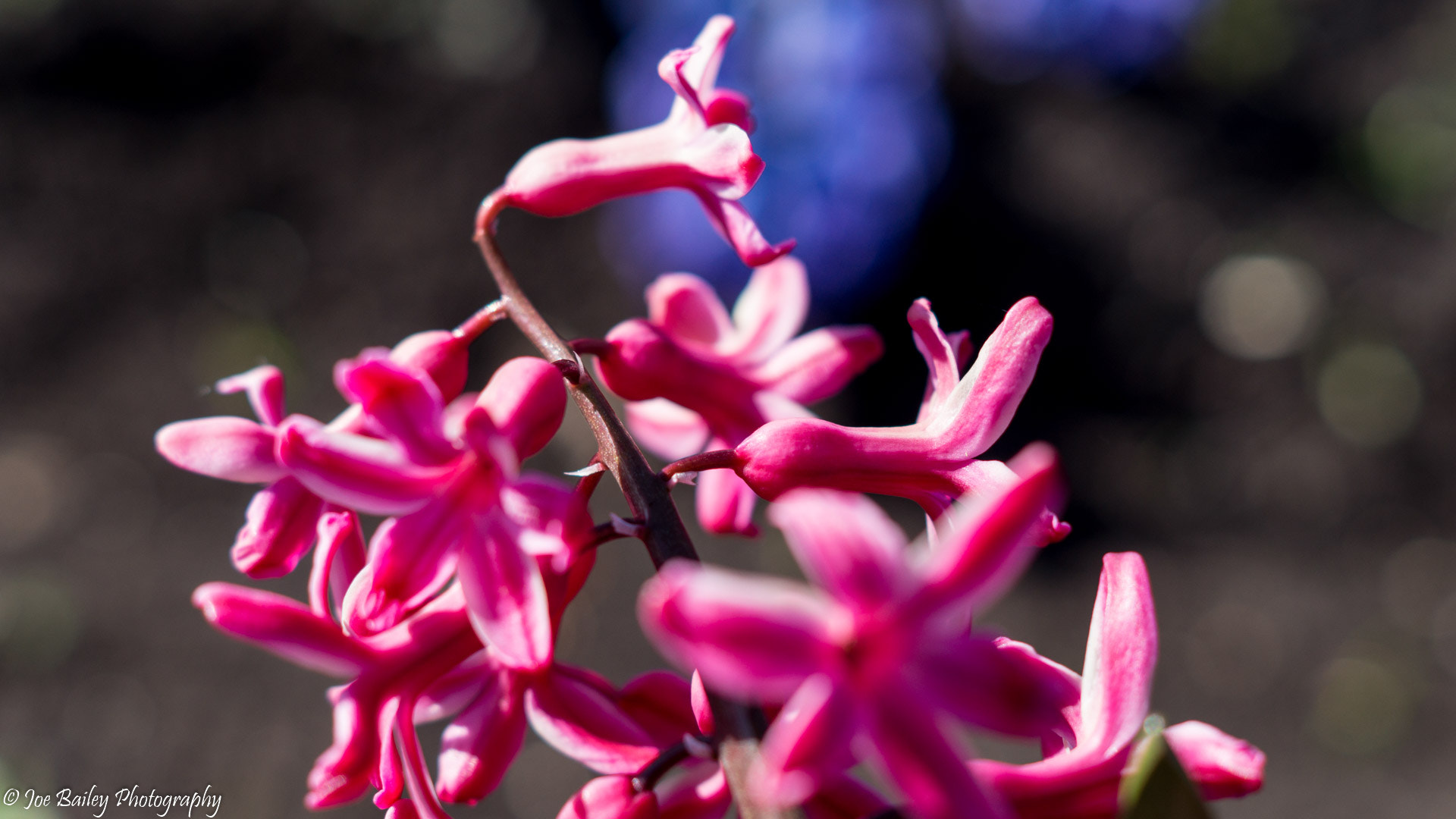 Sony SLT-A58 + Sony DT 50mm F1.8 SAM sample photo. Joe bailey photography hyacinths photography