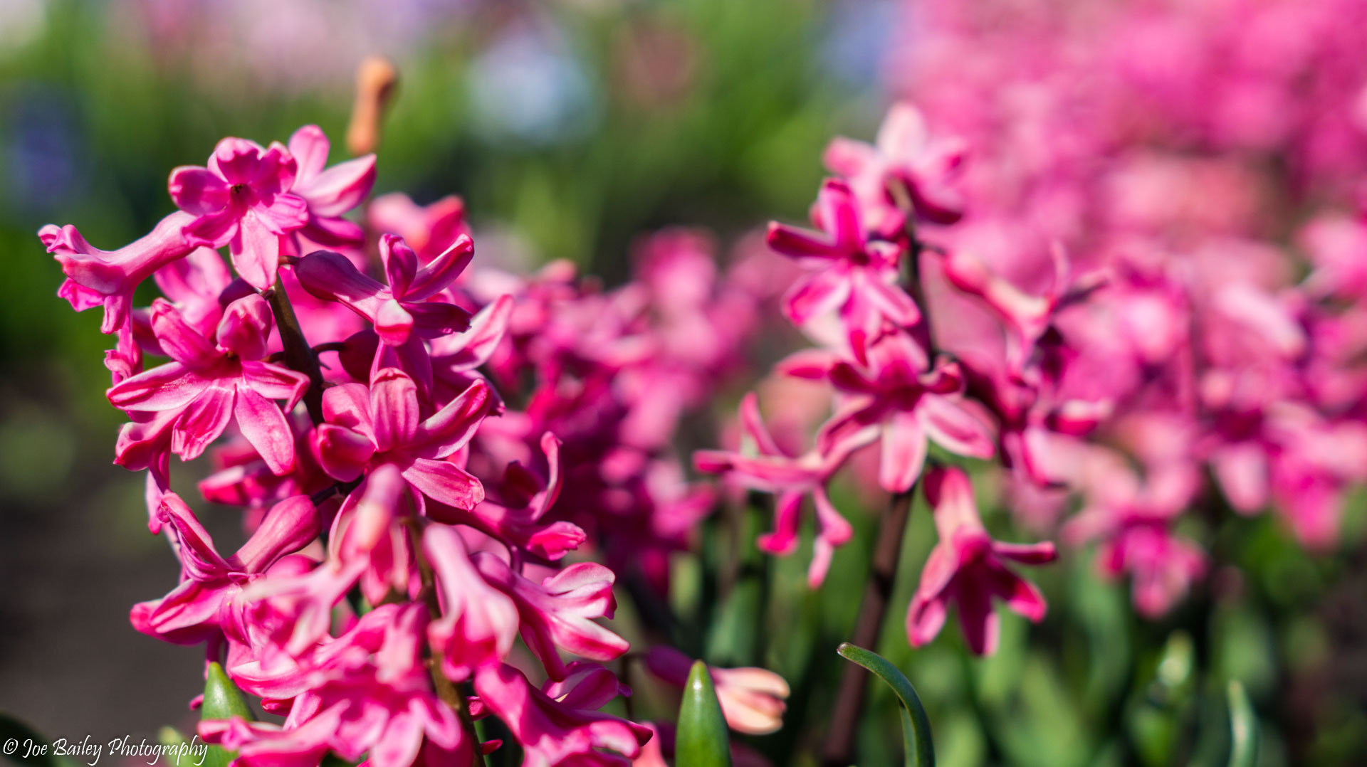 Sony SLT-A58 + Sony DT 50mm F1.8 SAM sample photo. Joe bailey photography hyacinths photography