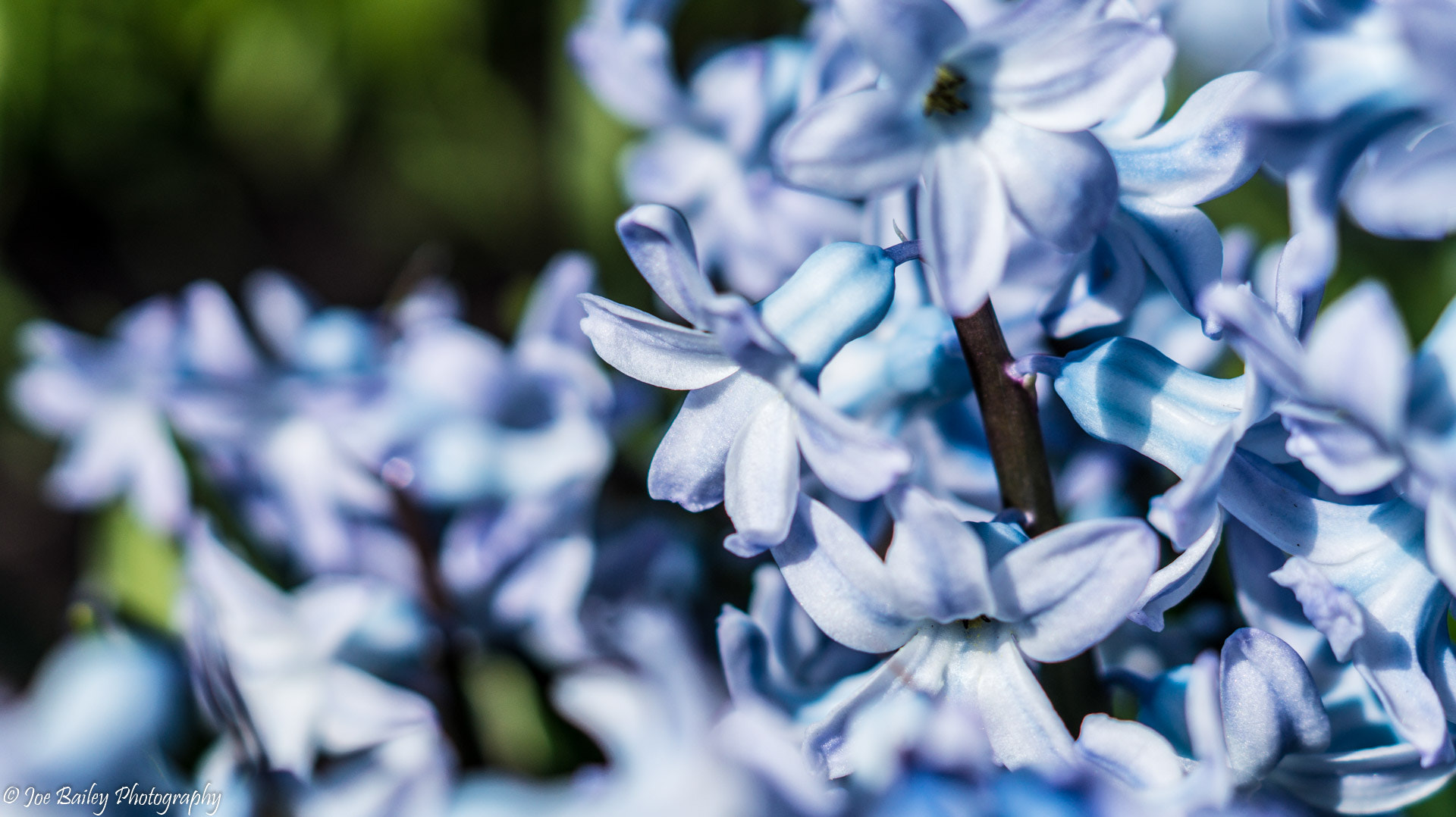 Sony SLT-A58 + Sony DT 50mm F1.8 SAM sample photo. Joe bailey photography hyacinths photography