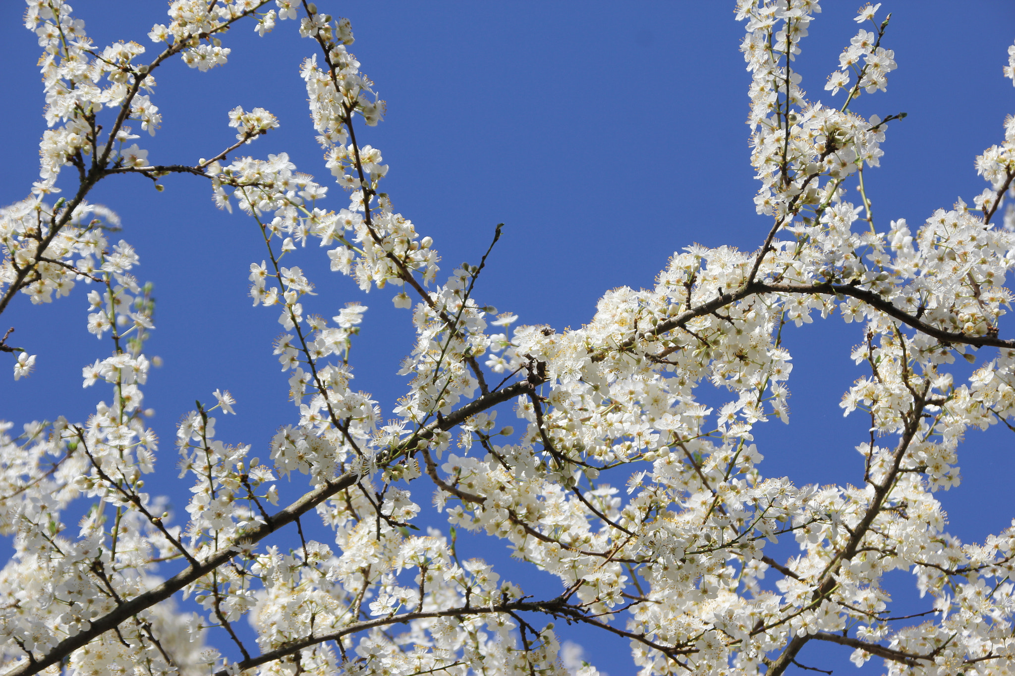 Canon EOS 60D + Canon TS-E 90mm F2.8 Tilt-Shift sample photo. Spring time photography