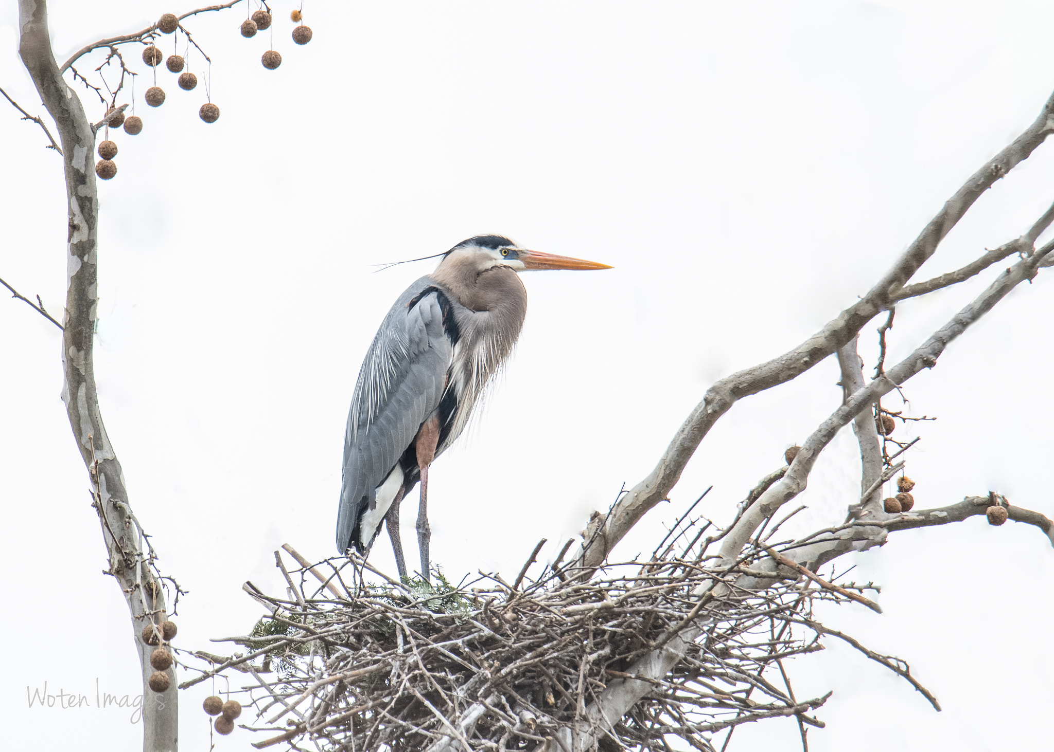 Sigma 50mm F2.8 EX DG Macro sample photo. Heron lookout photography