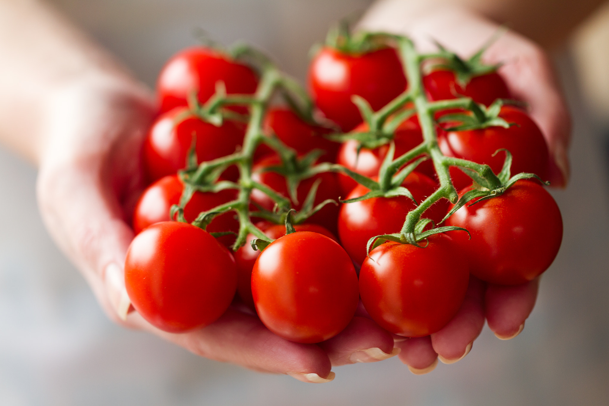 Canon EOS 7D sample photo. Cook holds fresh cherry tomatoes. closeup. cooking or healthy fo photography