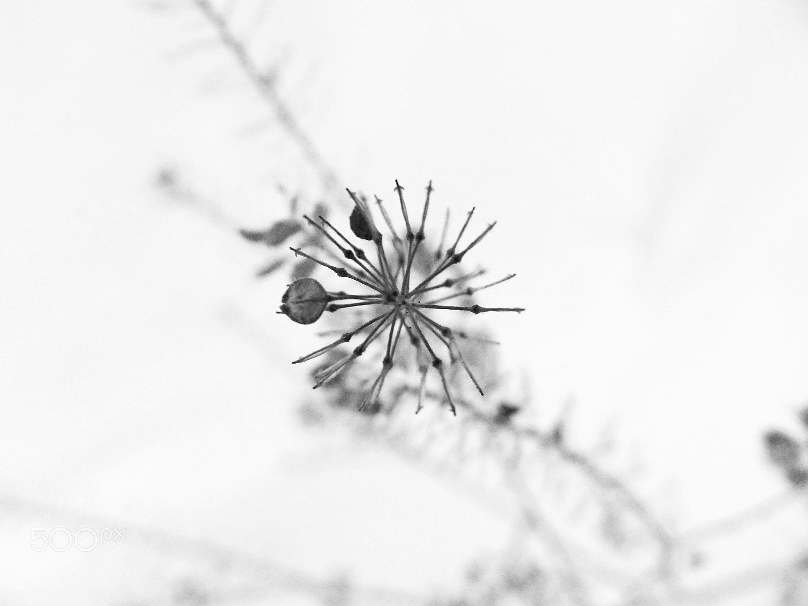Ricoh PENTAX XG-1 sample photo. A wildflower's eye photography