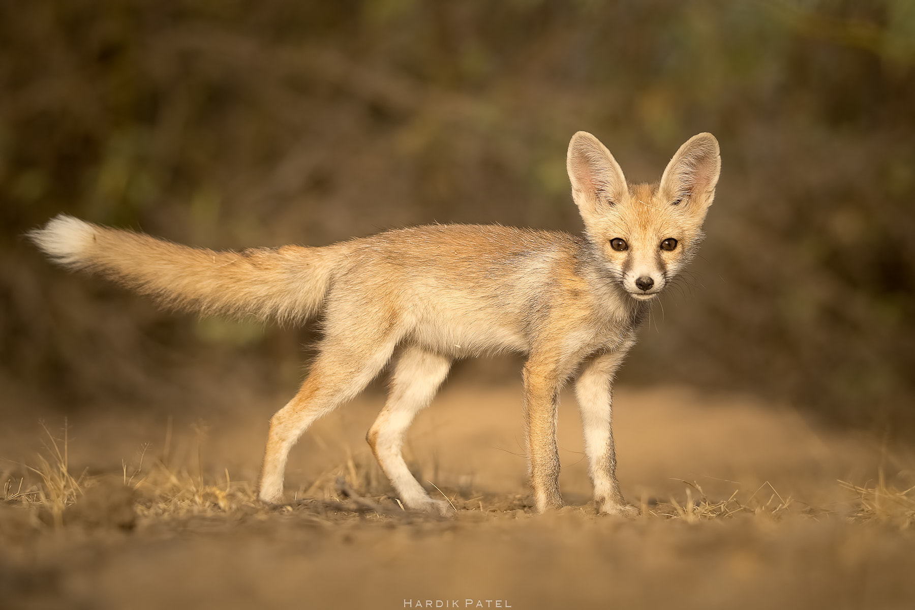 Nikon D5 sample photo. My tail... photography