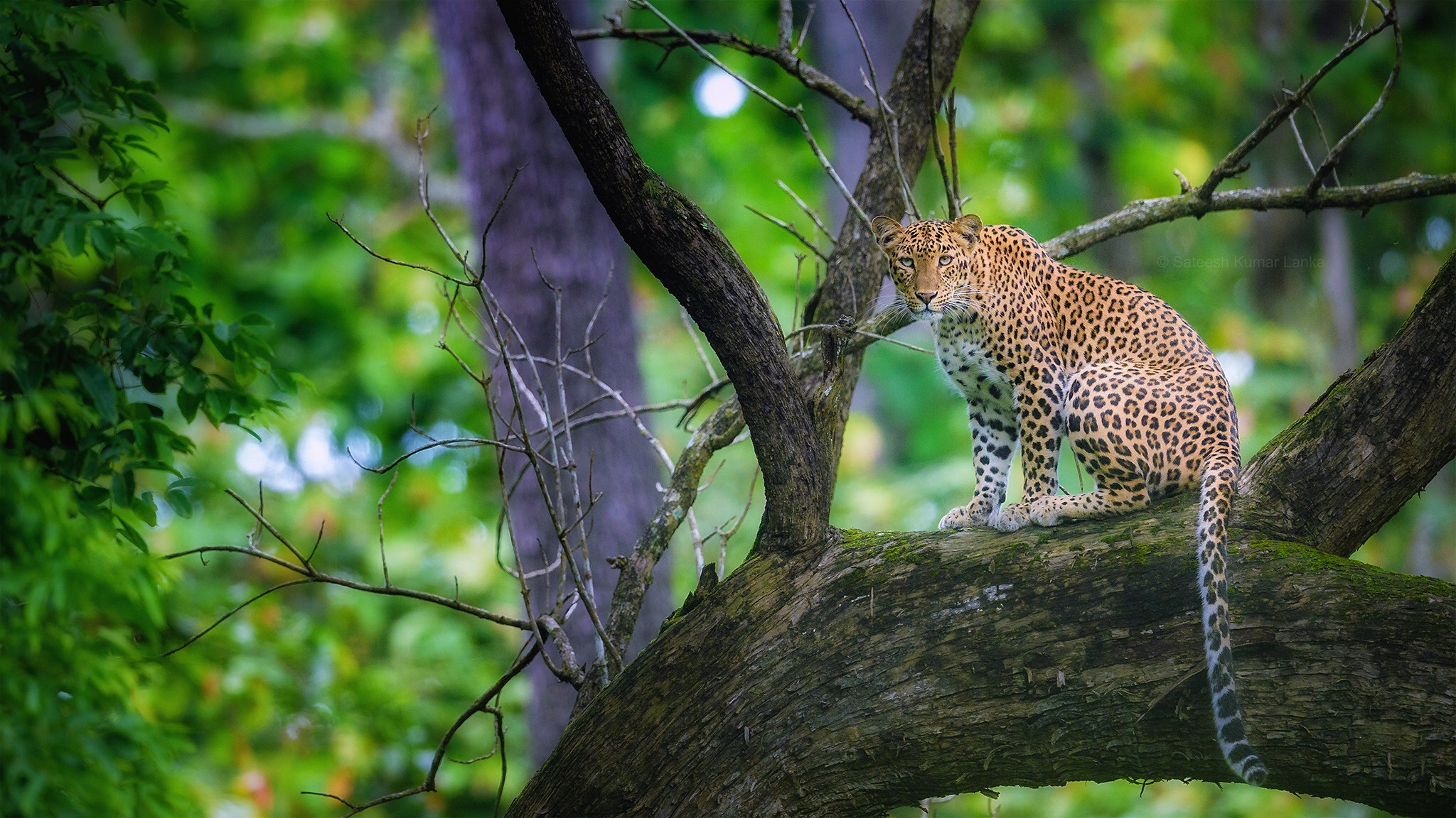 Nikon D810 sample photo. || leopard || photography