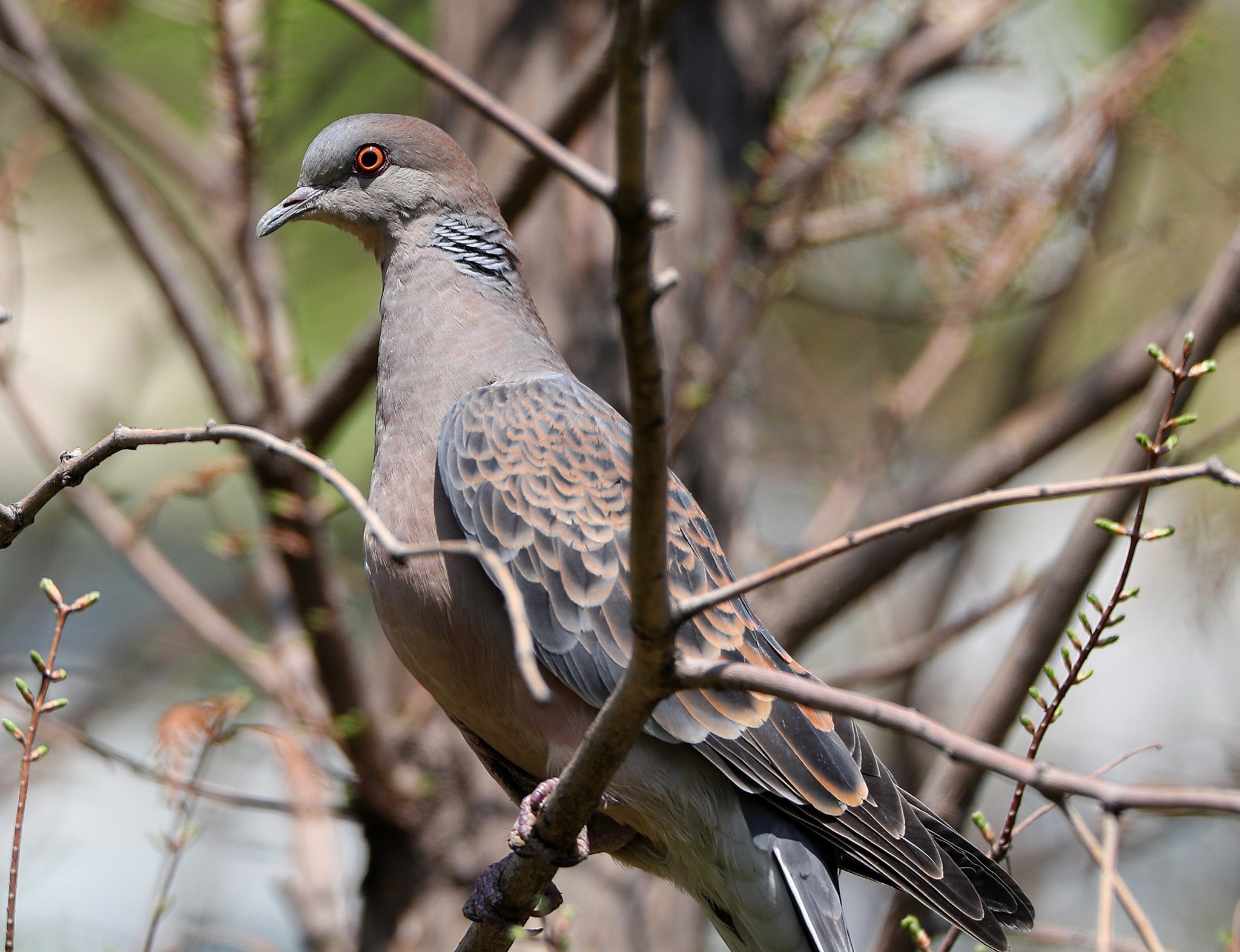 Tamron SP 150-600mm F5-6.3 Di VC USD sample photo