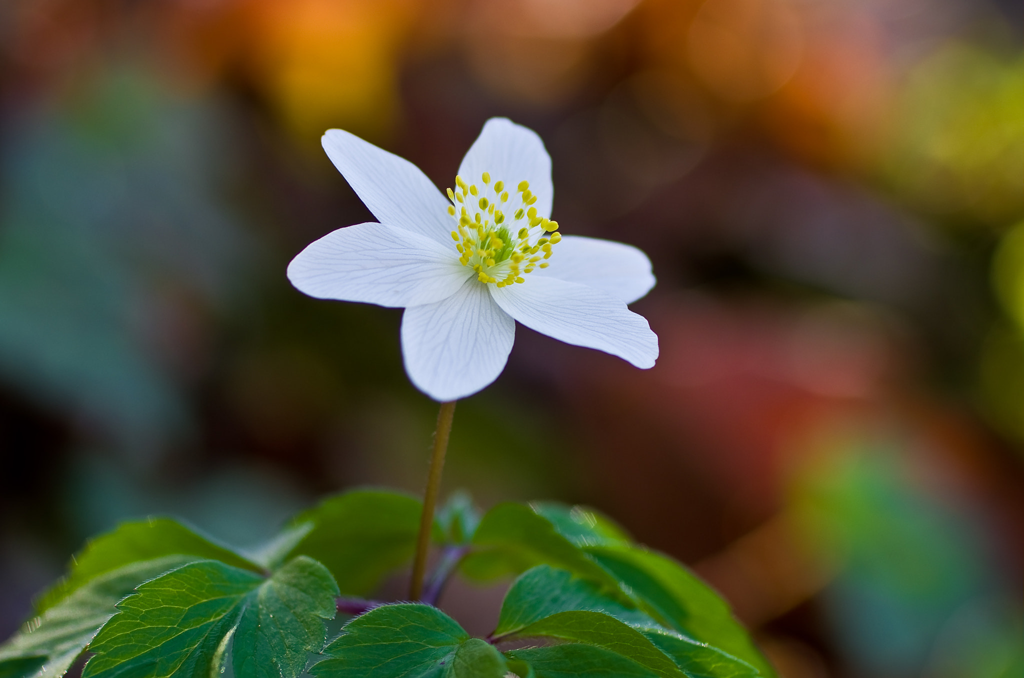 Pentax K-5 + Pentax smc D-FA 100mm F2.8 Macro WR sample photo. Anémone des bois

 photography