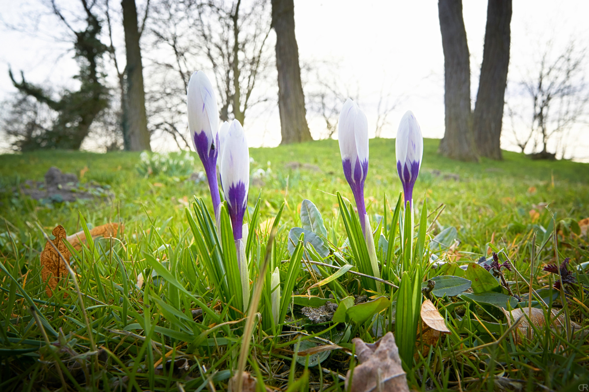 Sony E 18-55mm F3.5-5.6 OSS sample photo. Krokusse photography