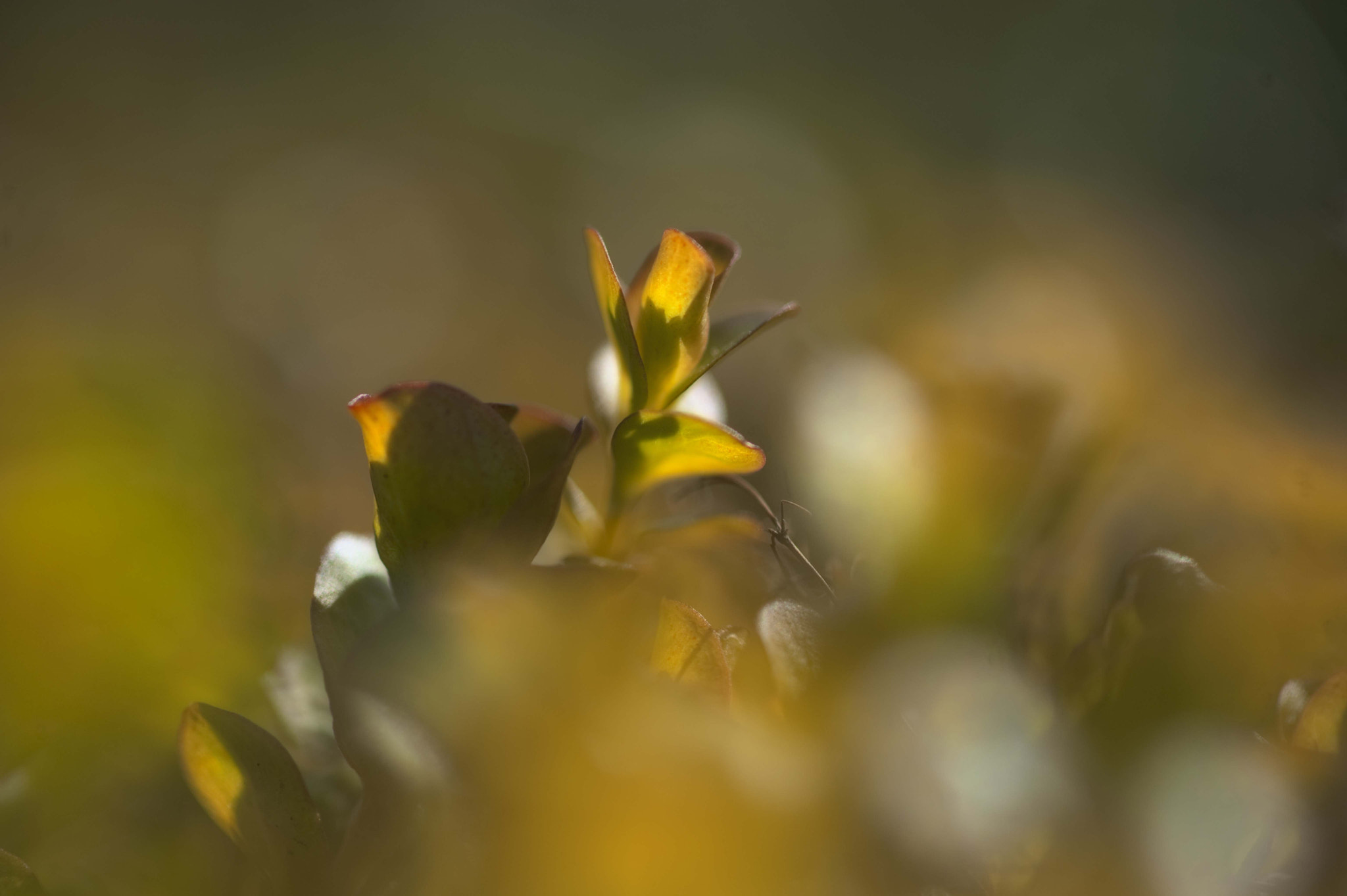 Nikon AF-S Micro-Nikkor 105mm F2.8G IF-ED VR sample photo. Voices of light5 photography
