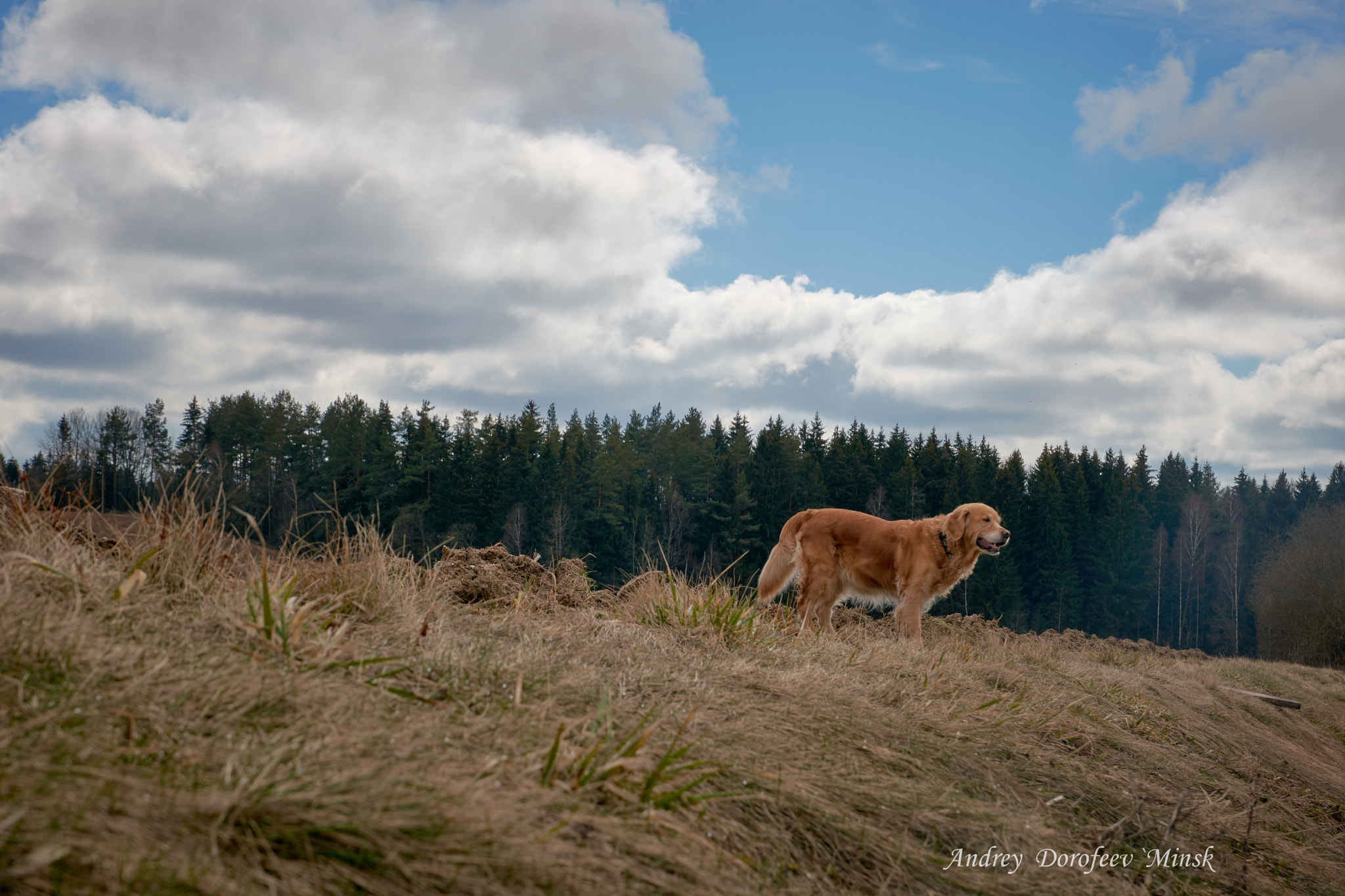 Nikon D7200 sample photo. Zen dog photography