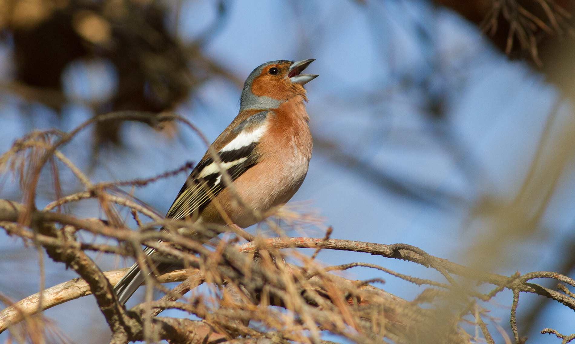 Canon EOS 7D + Canon EF 400mm F5.6L USM sample photo. Finch photography