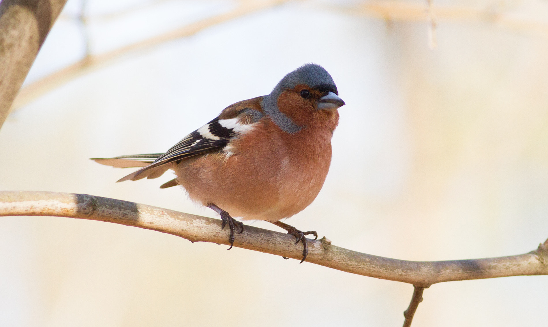 Canon EOS 7D + Canon EF 400mm F5.6L USM sample photo. Finch photography