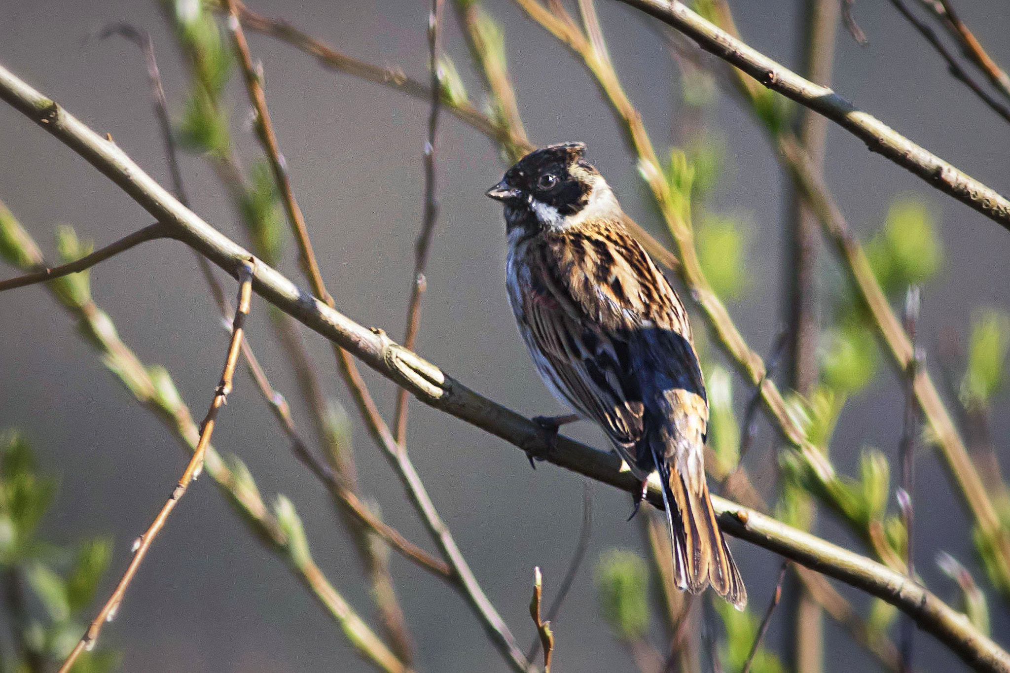 Canon EOS 7D Mark II + Canon EF 400mm F5.6L USM sample photo. Reed bunting photography