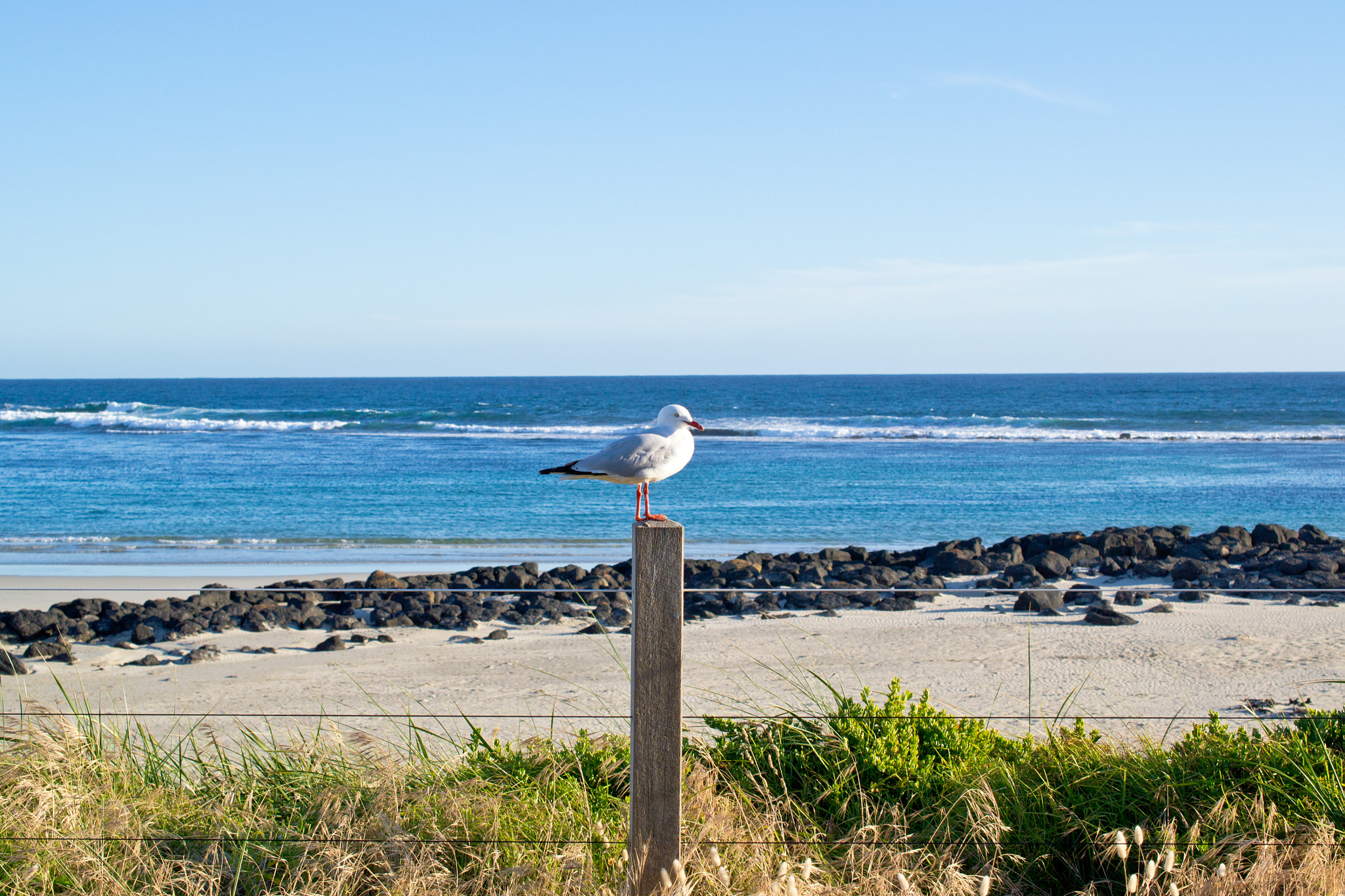 Nikon AF-S DX Micro Nikkor 40mm F2.8 sample photo. Seagull posing, australia, december 2016 photography