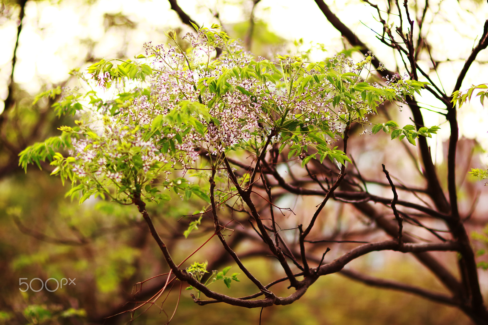 Canon EOS 750D (EOS Rebel T6i / EOS Kiss X8i) sample photo. Fringe tree photography