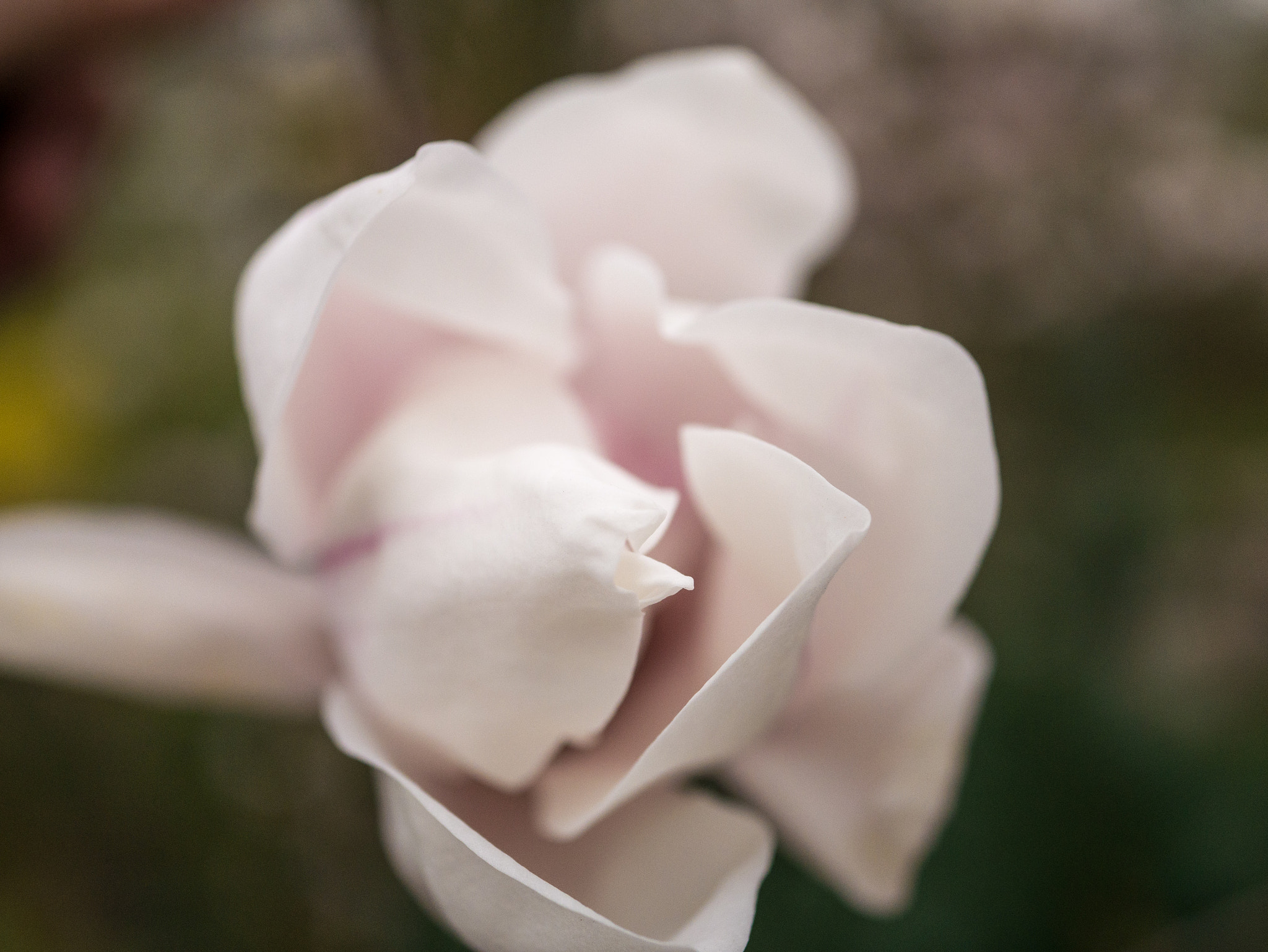 Panasonic Lumix G Macro 30mm F2.8 ASPH Mega OIS sample photo. Flowers photography