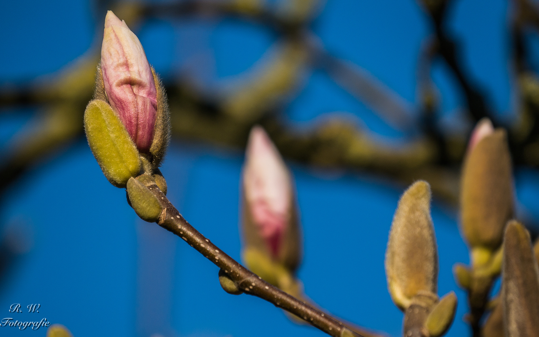 Panasonic DMC-G81 + LEICA DG 100-400/F4.0-6.3 sample photo. Magnolienknospe photography