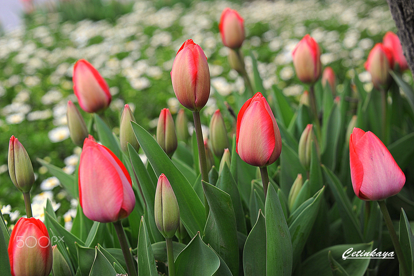 Nikon D3 sample photo. Bud tulip photography