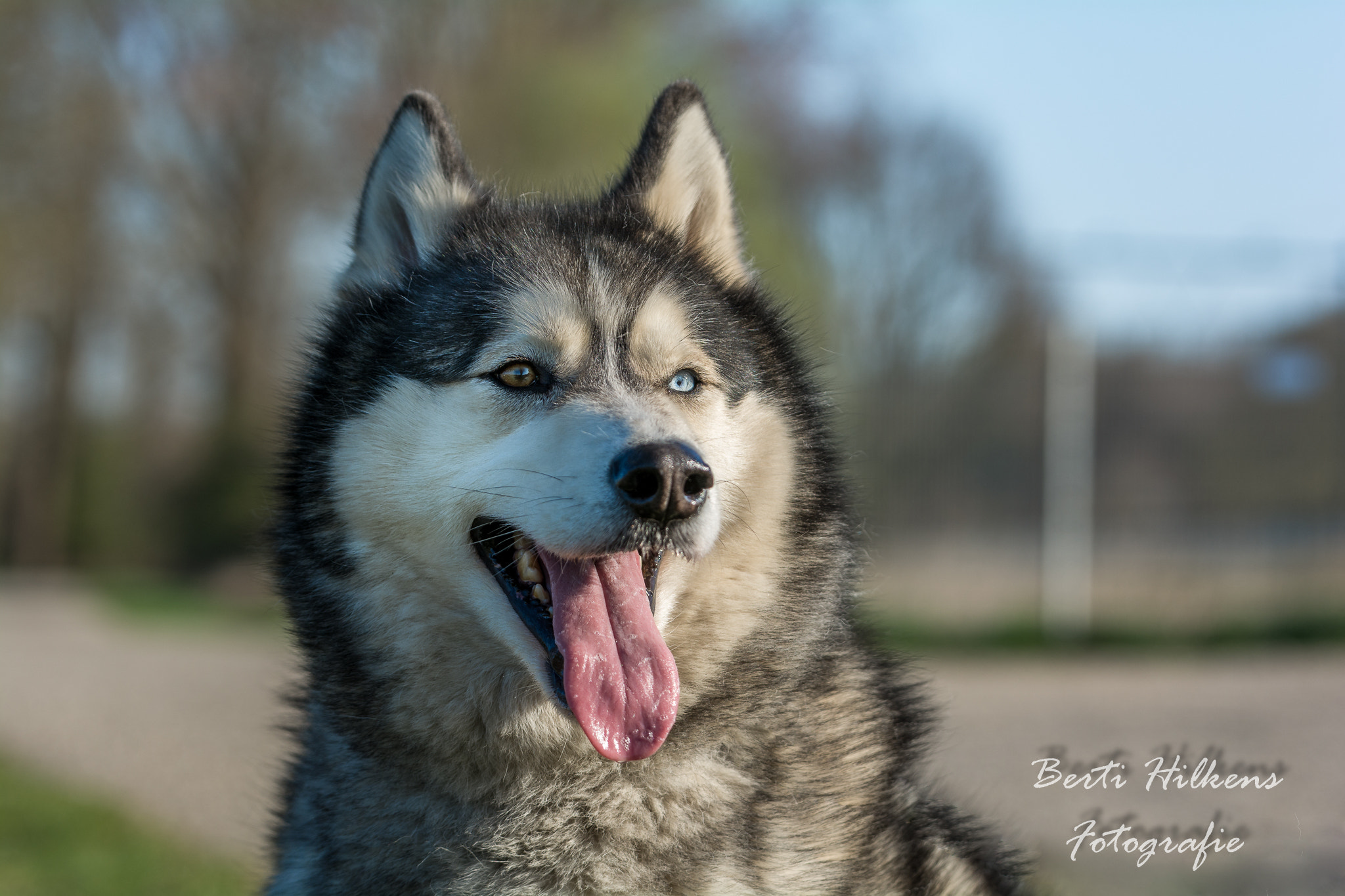 Nikon D7100 + Tamron SP 70-200mm F2.8 Di VC USD sample photo. Beautiful dog photography