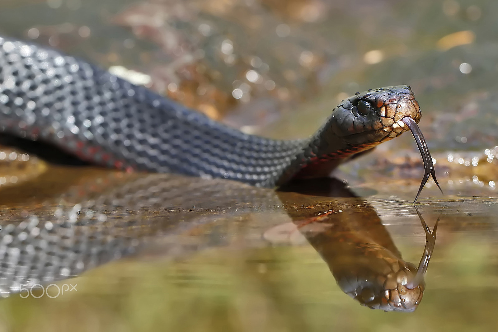 Canon EOS 7D sample photo. Red-bellied black snake.jpg photography