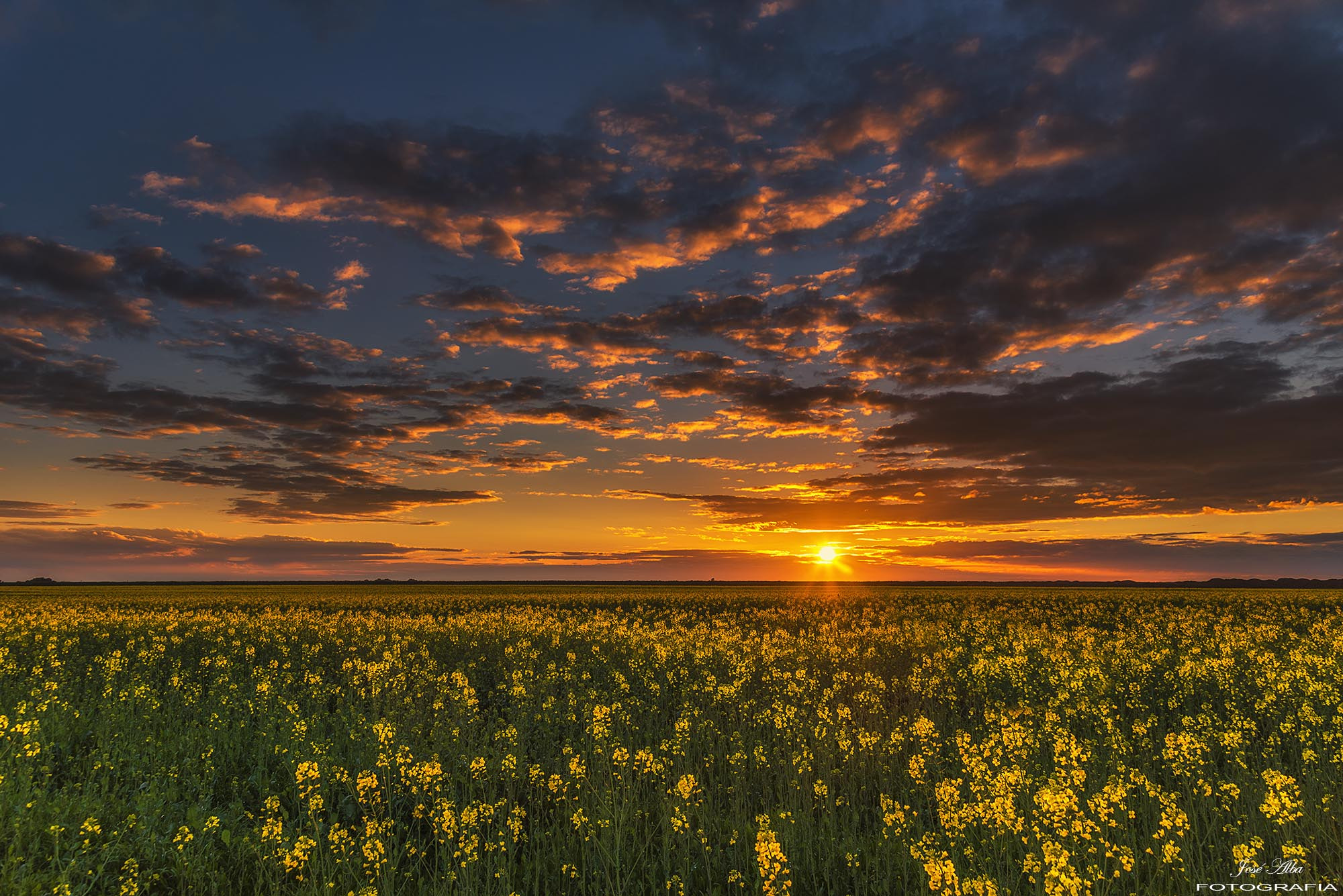 Sigma 24-105mm F4 DG OS HSM Art sample photo. Campo de colza photography