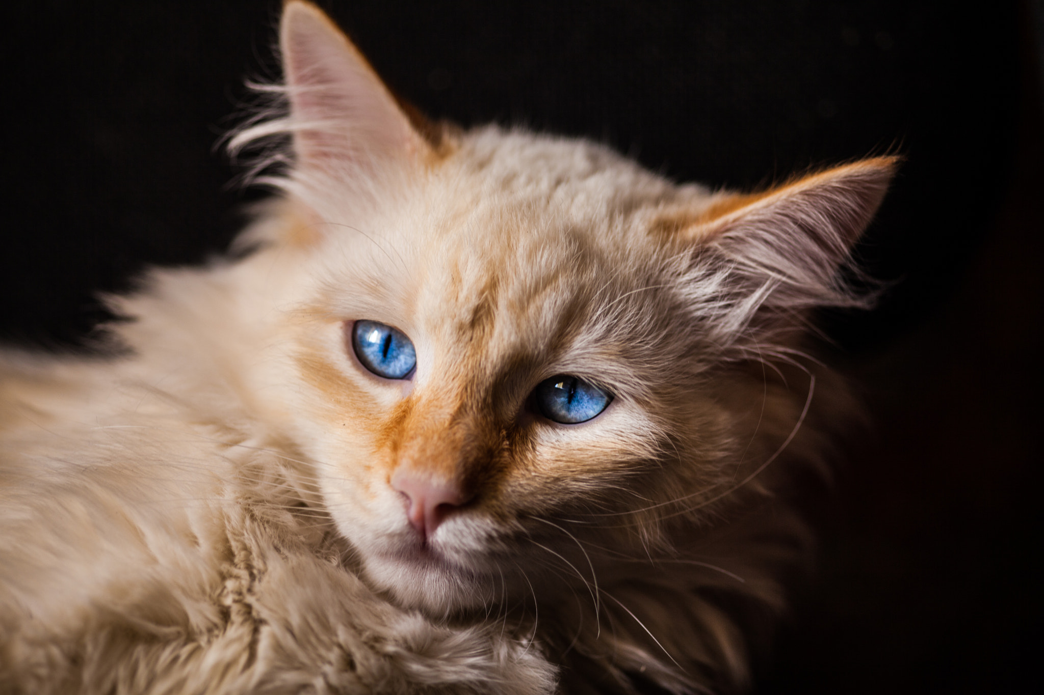 Sigma 105mm F2.8 EX DG Macro sample photo. - photography