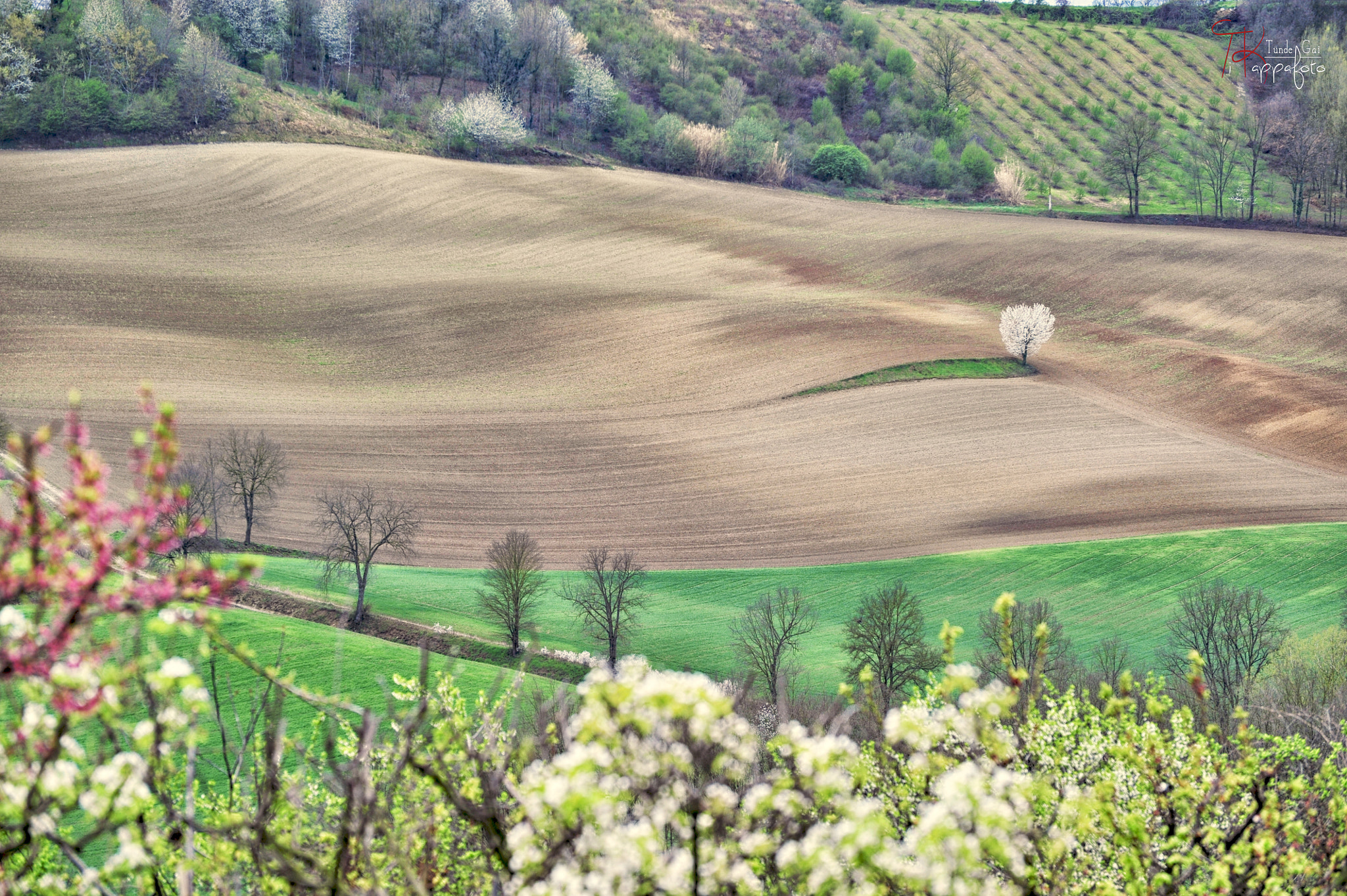 Nikon D700 sample photo. Countryside of monferrato photography