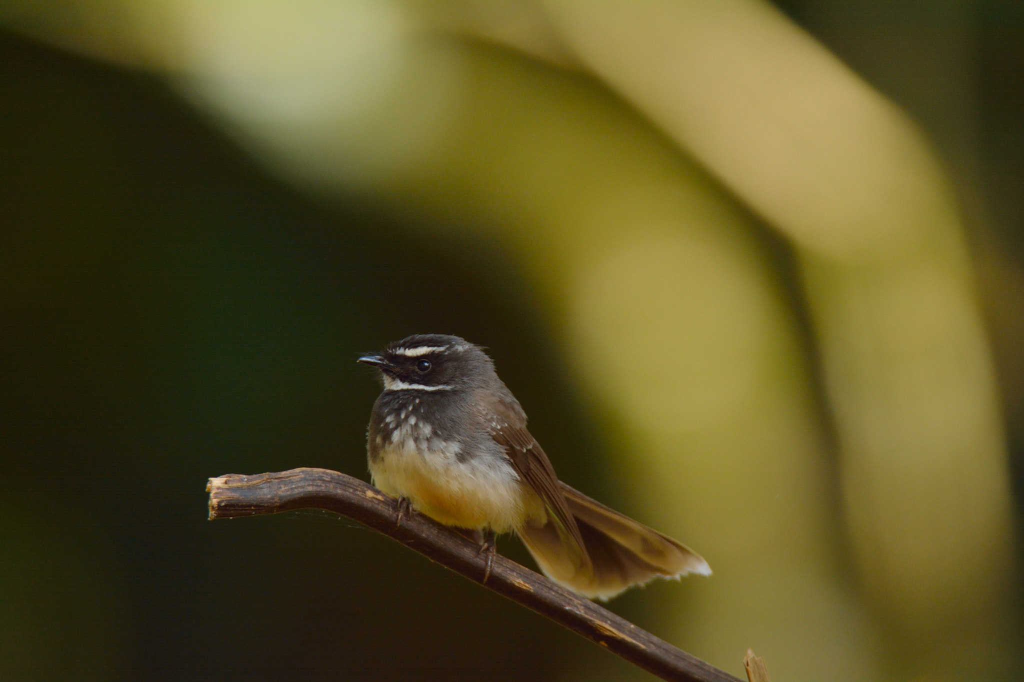 Nikon D5200 + Tamron SP 150-600mm F5-6.3 Di VC USD sample photo. White-throated fantail photography