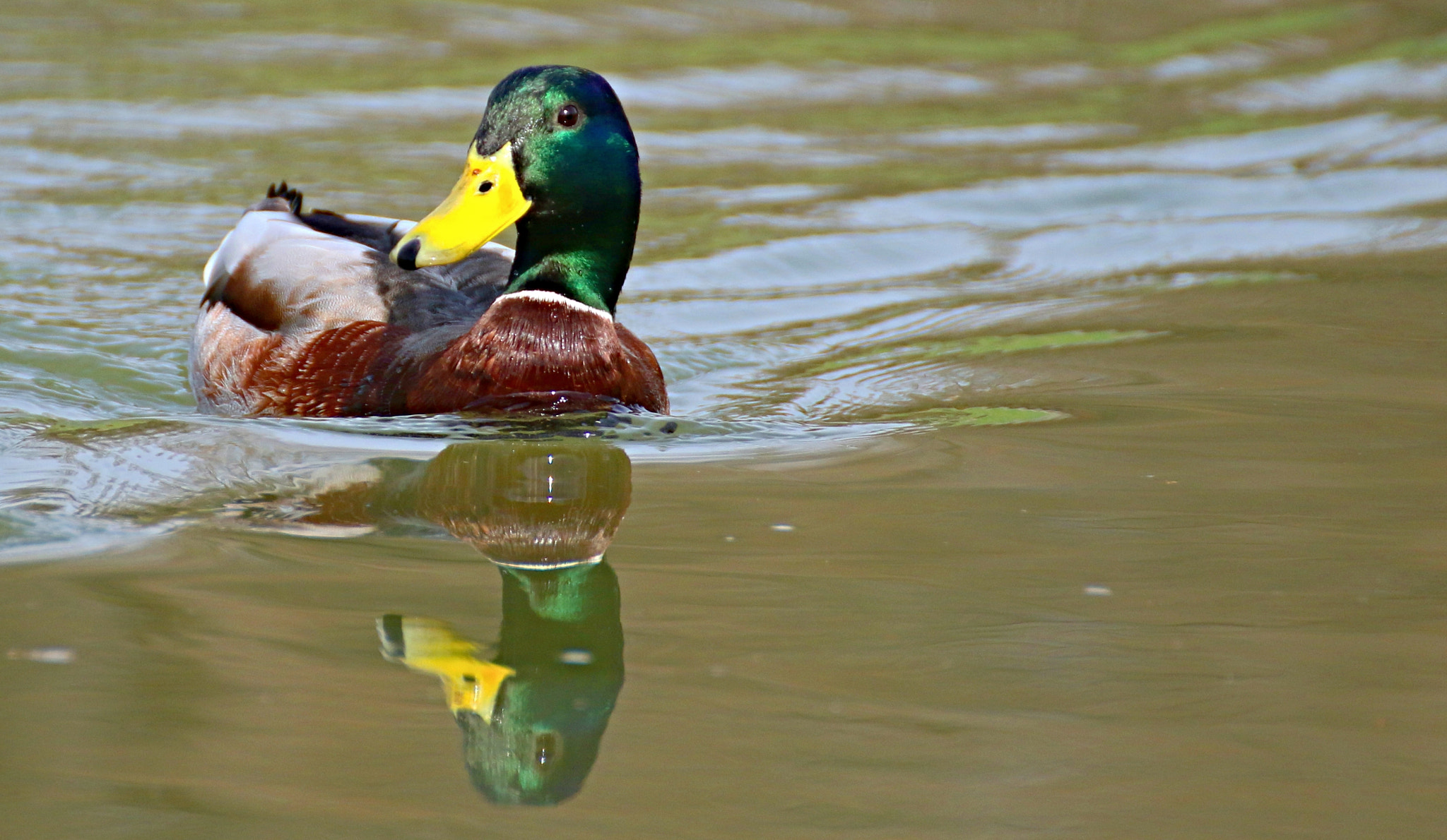 Canon EOS 7D Mark II sample photo. Donald duck photography