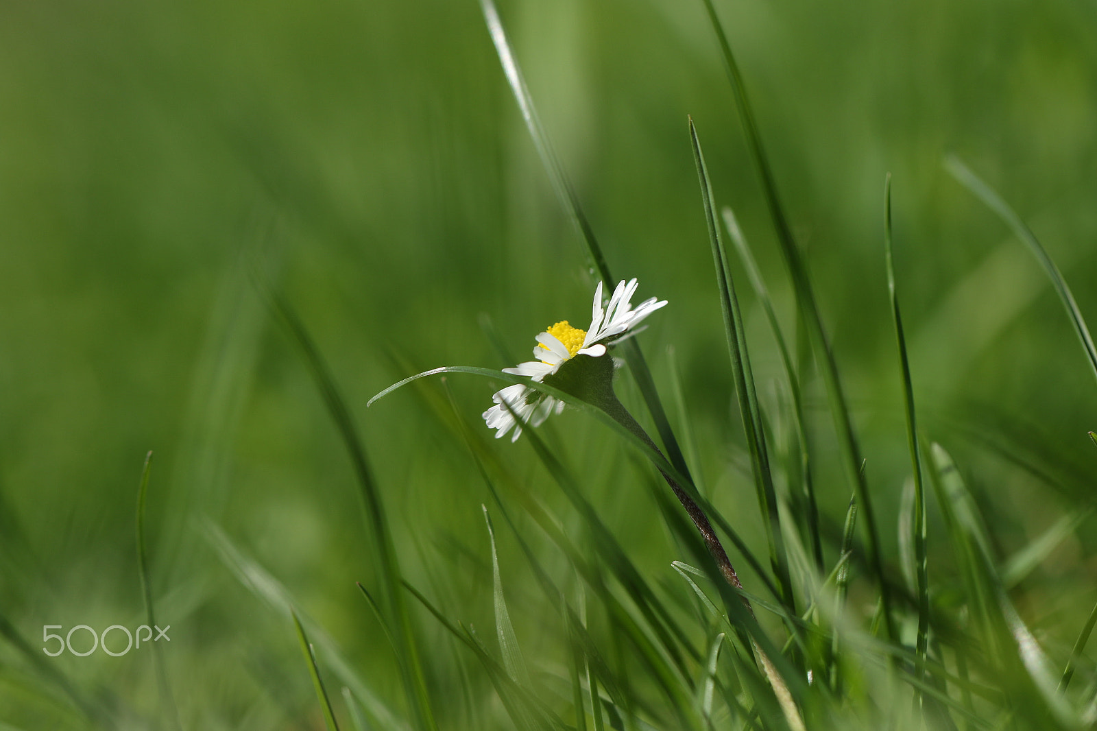 Canon EF 100mm F2.8L Macro IS USM sample photo. Pâquerette photography