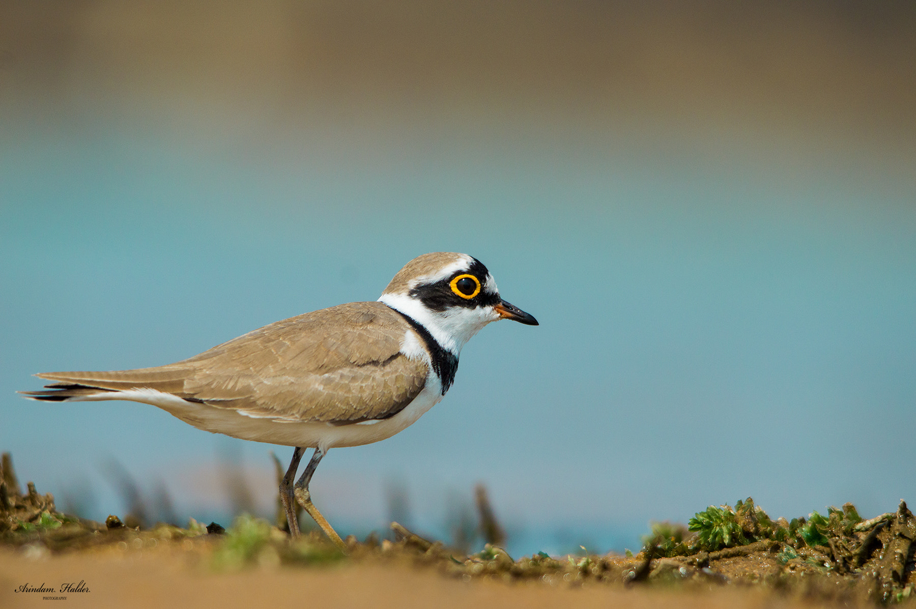 Sigma 150-500mm F5-6.3 DG OS HSM sample photo. ছোট জিরিয়া | photography