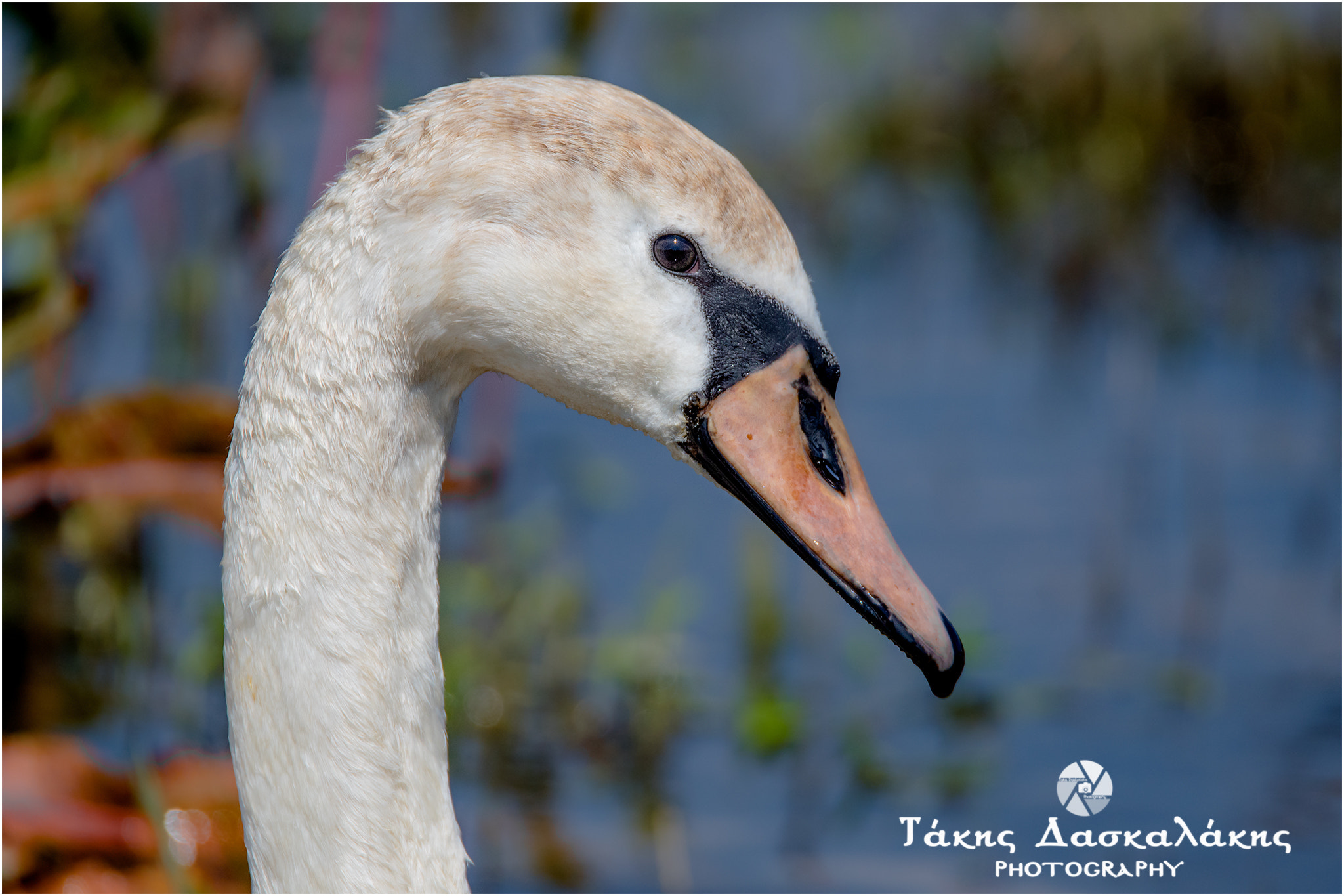 Nikon D500 + Sigma 150-600mm F5-6.3 DG OS HSM | S sample photo. Dsc photography