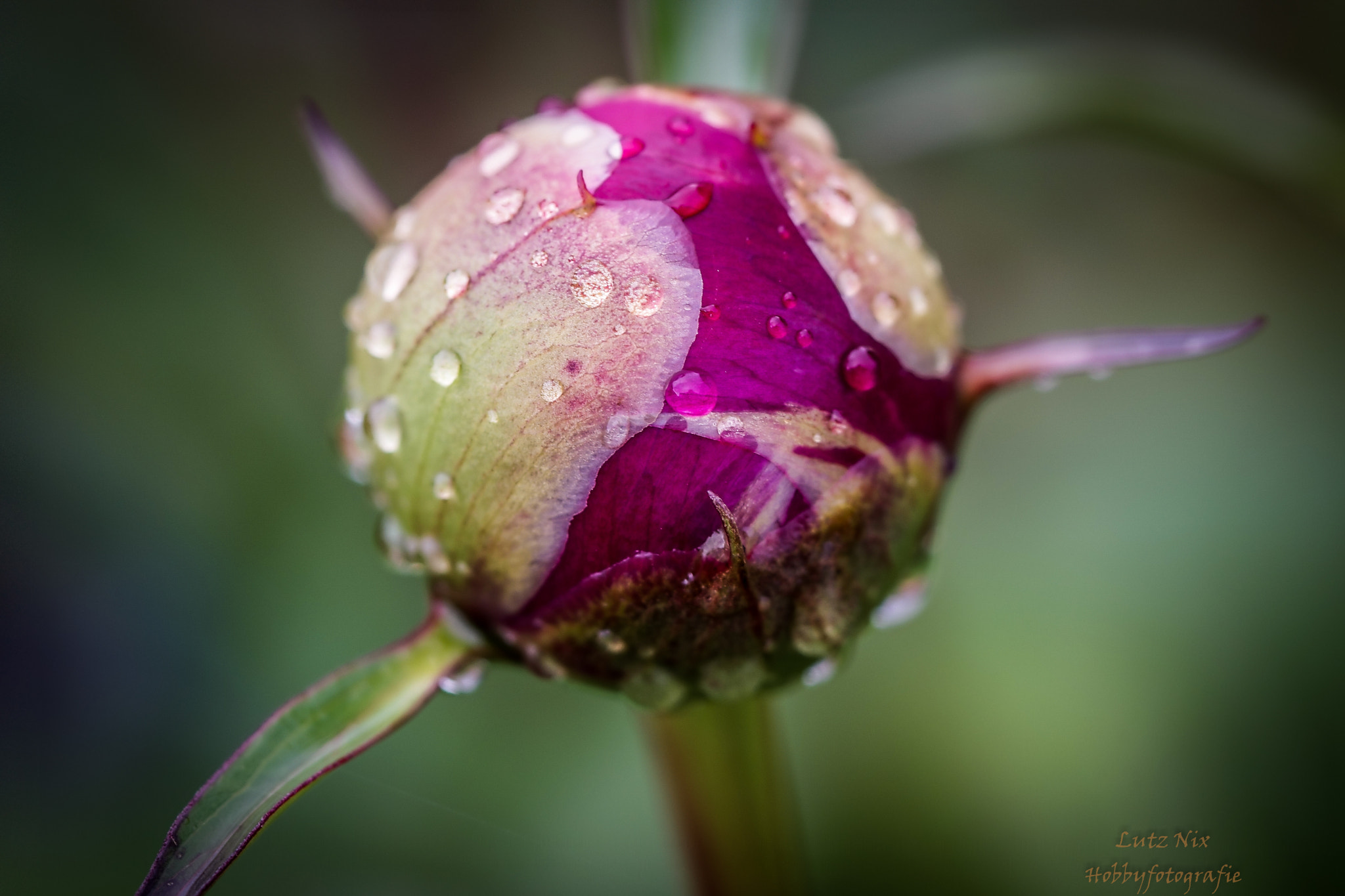 90mm F2.8 Macro SSM sample photo. Burst of peony bud photography