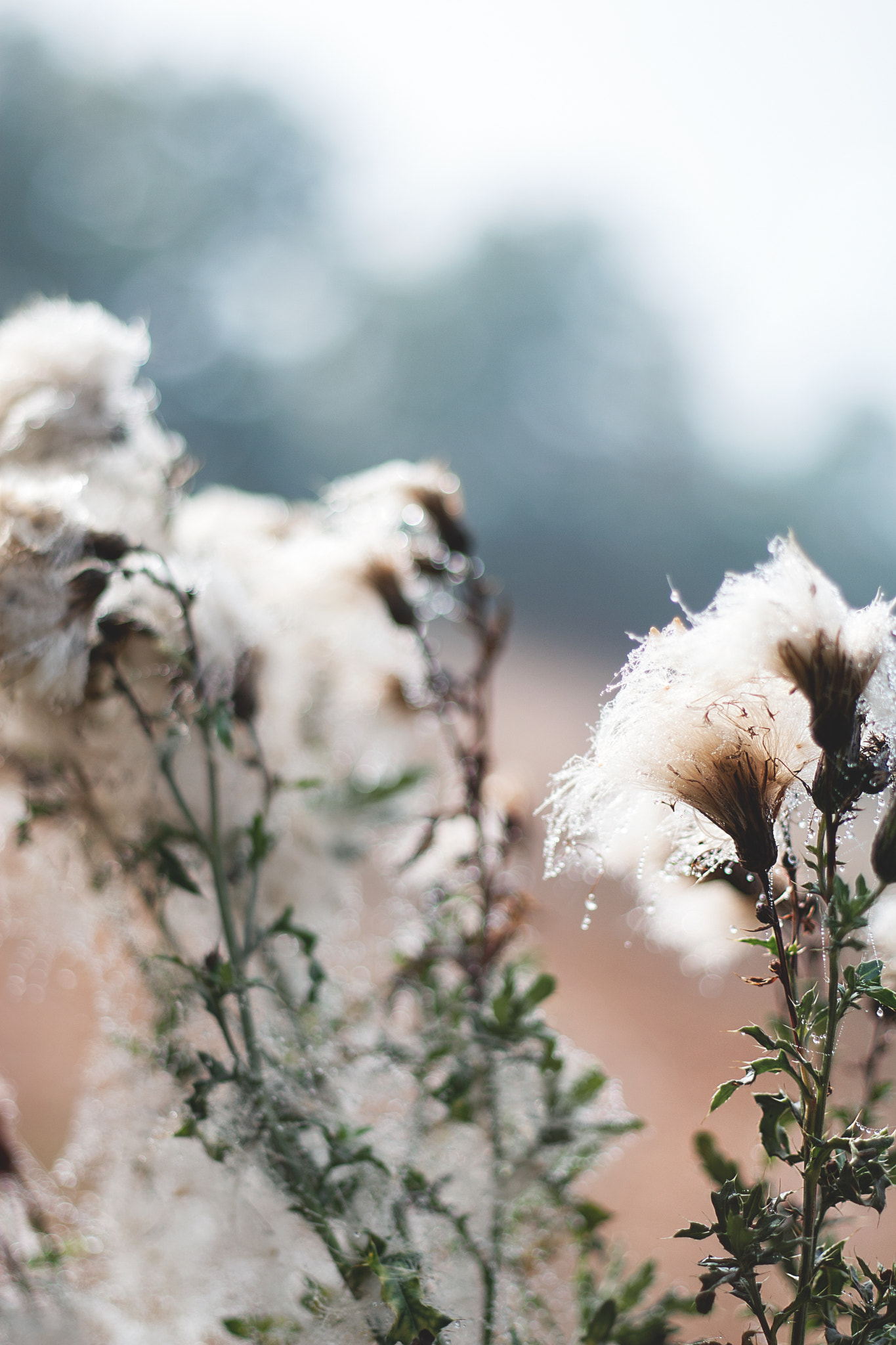 Canon EOS 30D + Canon EF 50mm f/1.8 sample photo. _cotton or snow ii photography