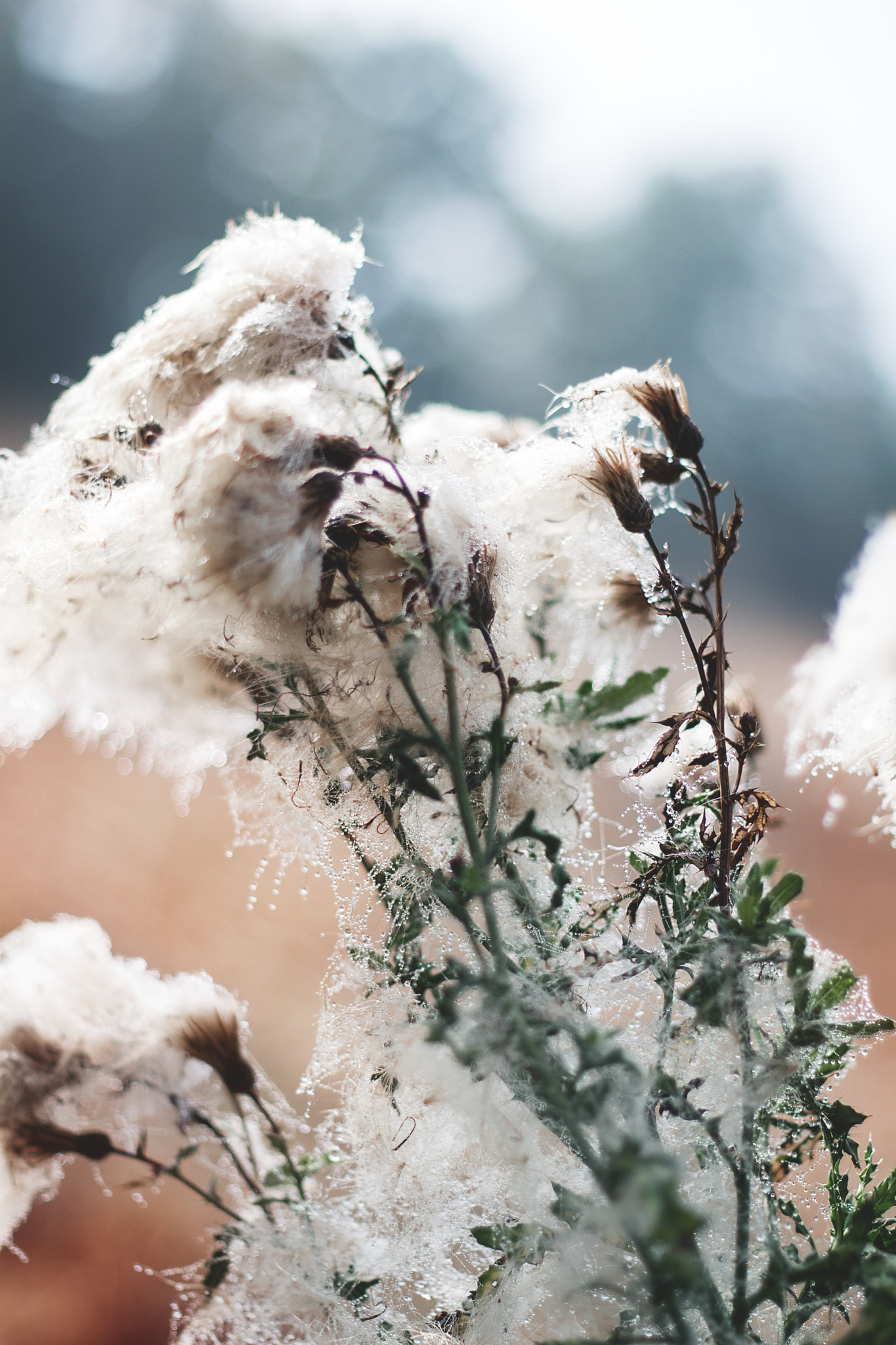 Canon EF 50mm f/1.8 sample photo. _cotton or snow i photography