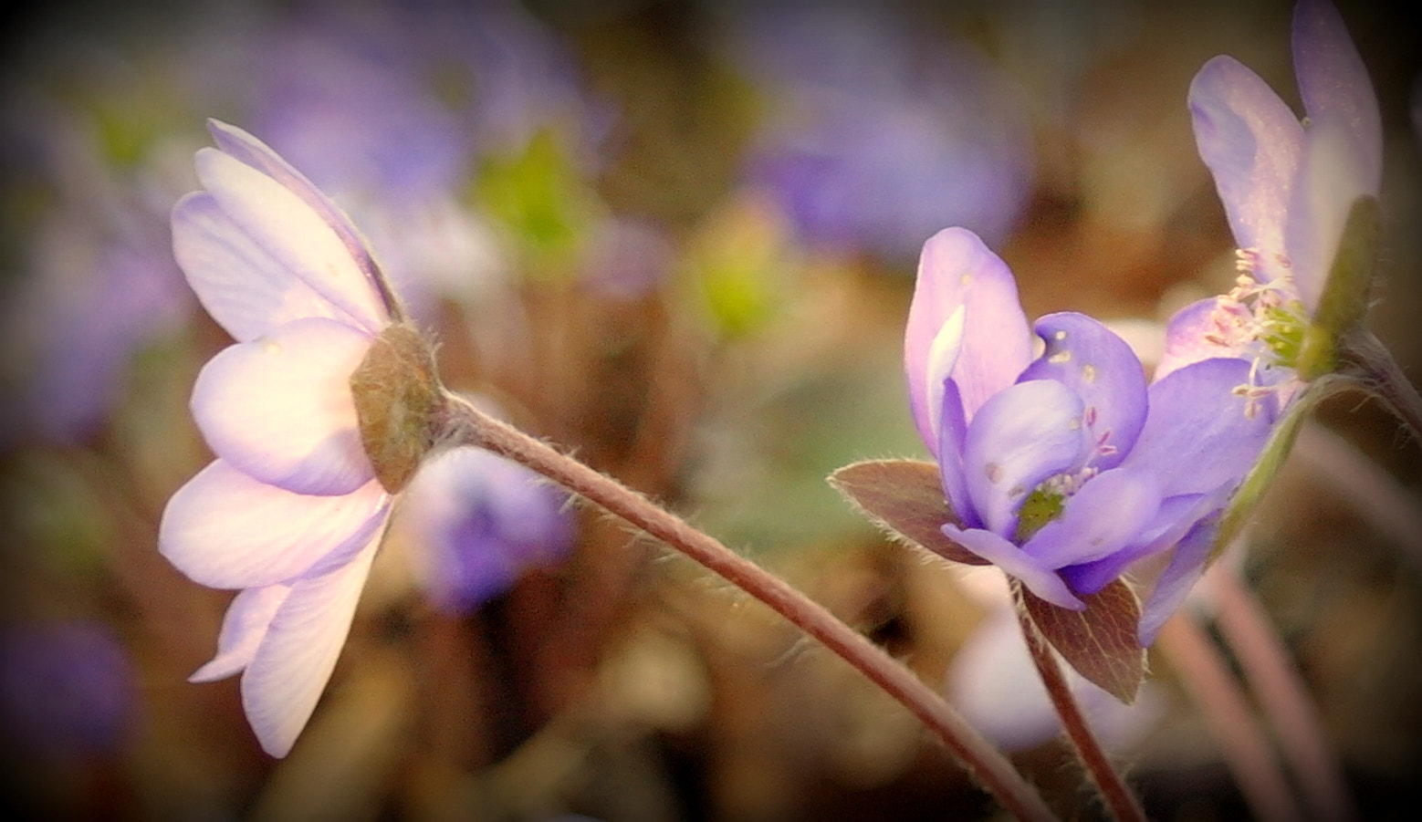 Samsung NX10 sample photo. "im letzten licht des tages" photography