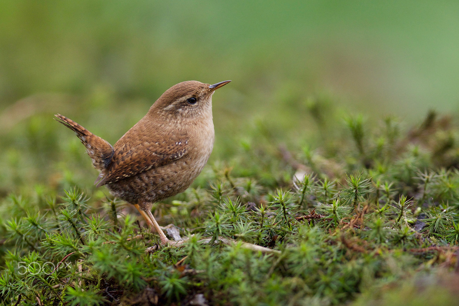 Canon EOS 7D Mark II + Canon EF 300mm F2.8L IS USM sample photo. Wren photography