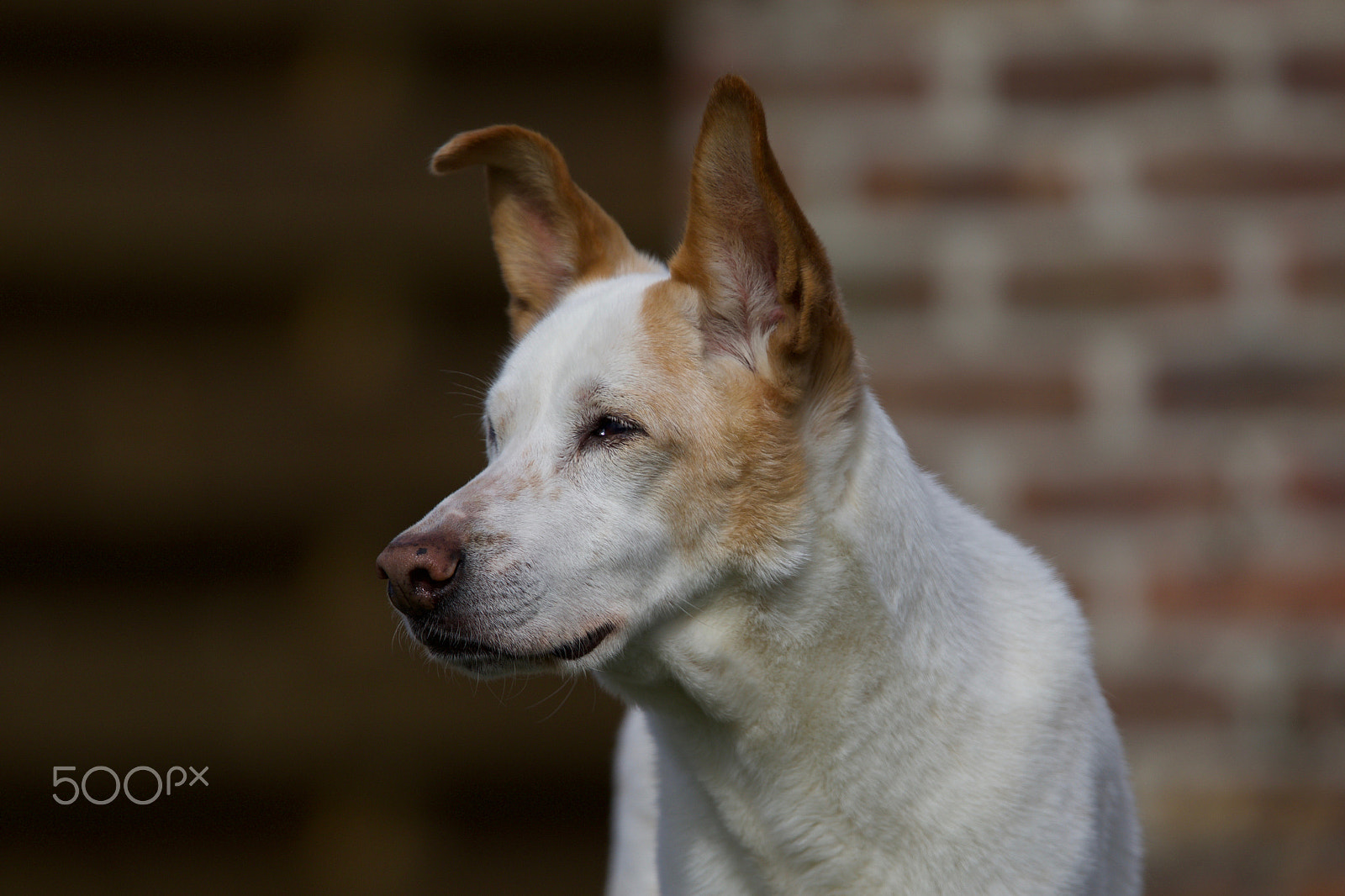Canon EOS 7D Mark II + Canon EF 300mm F2.8L IS USM sample photo. Pet dog photography