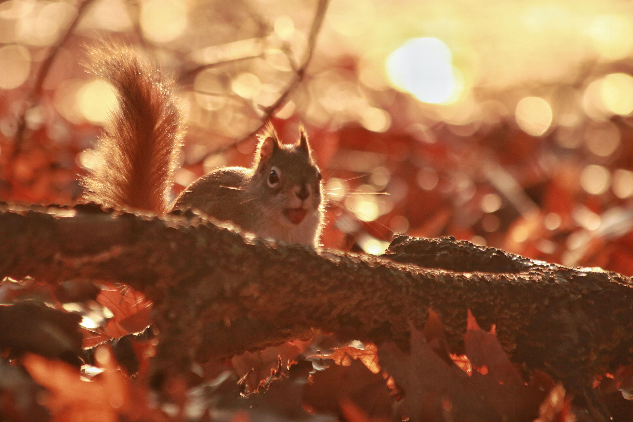 Canon EF 70-300mm F4-5.6 IS USM sample photo