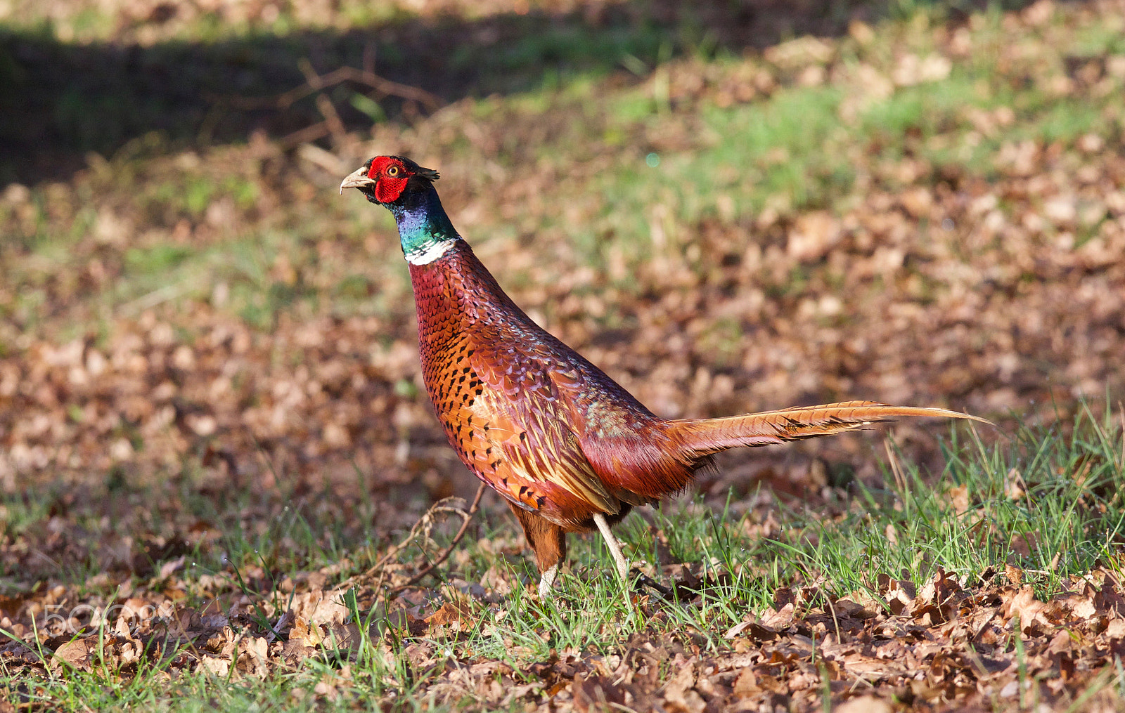 Canon EOS 7D Mark II sample photo. Male pheasant springtime photography