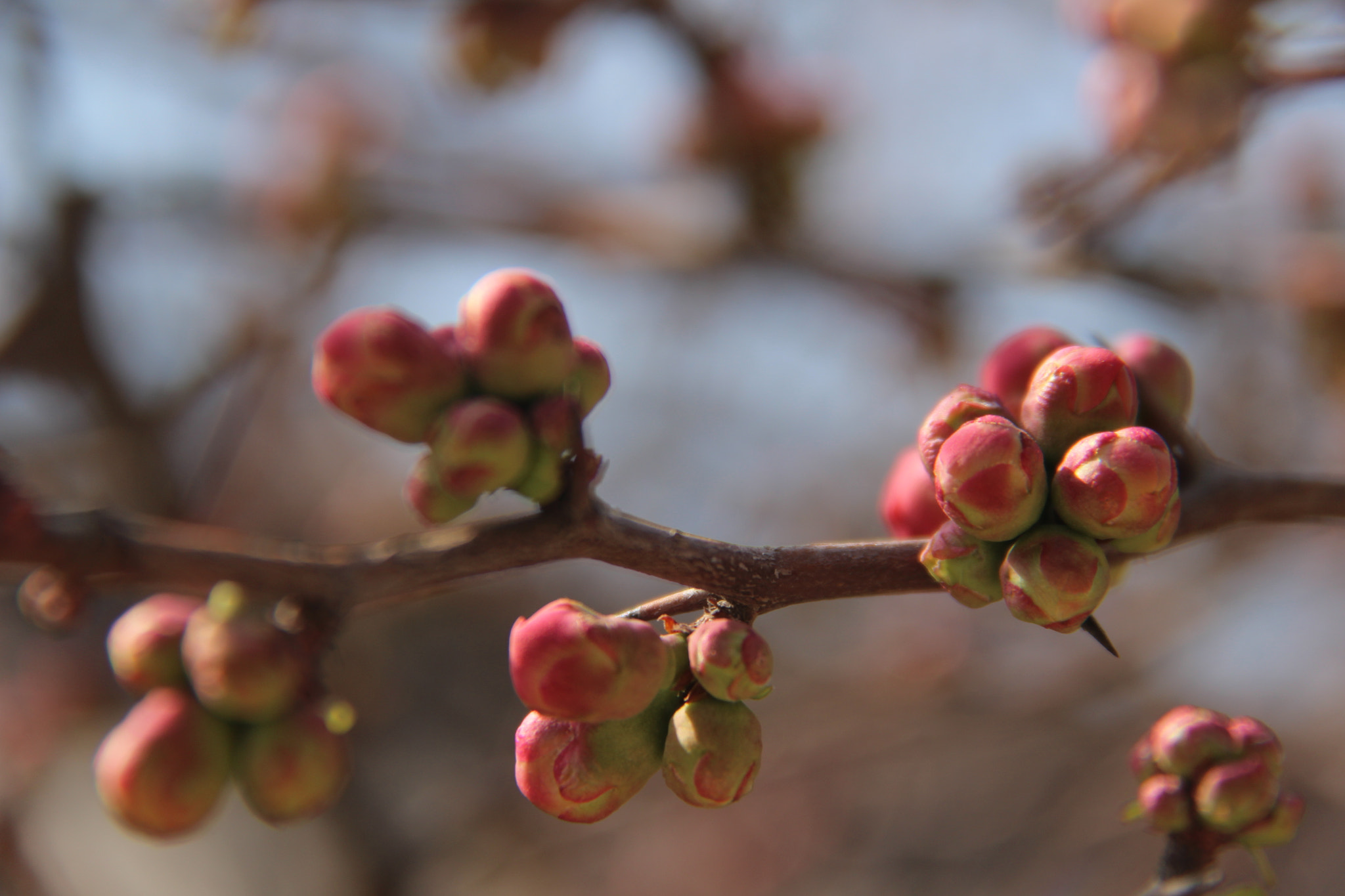 Canon EF-S 18-200mm F3.5-5.6 IS sample photo. 봄 ``사랑스러운````아가^^ photography